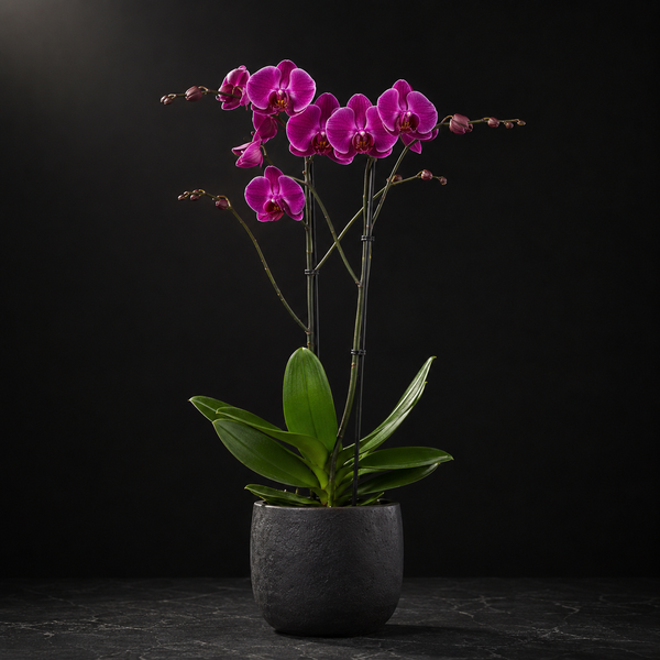 Classic Orchid