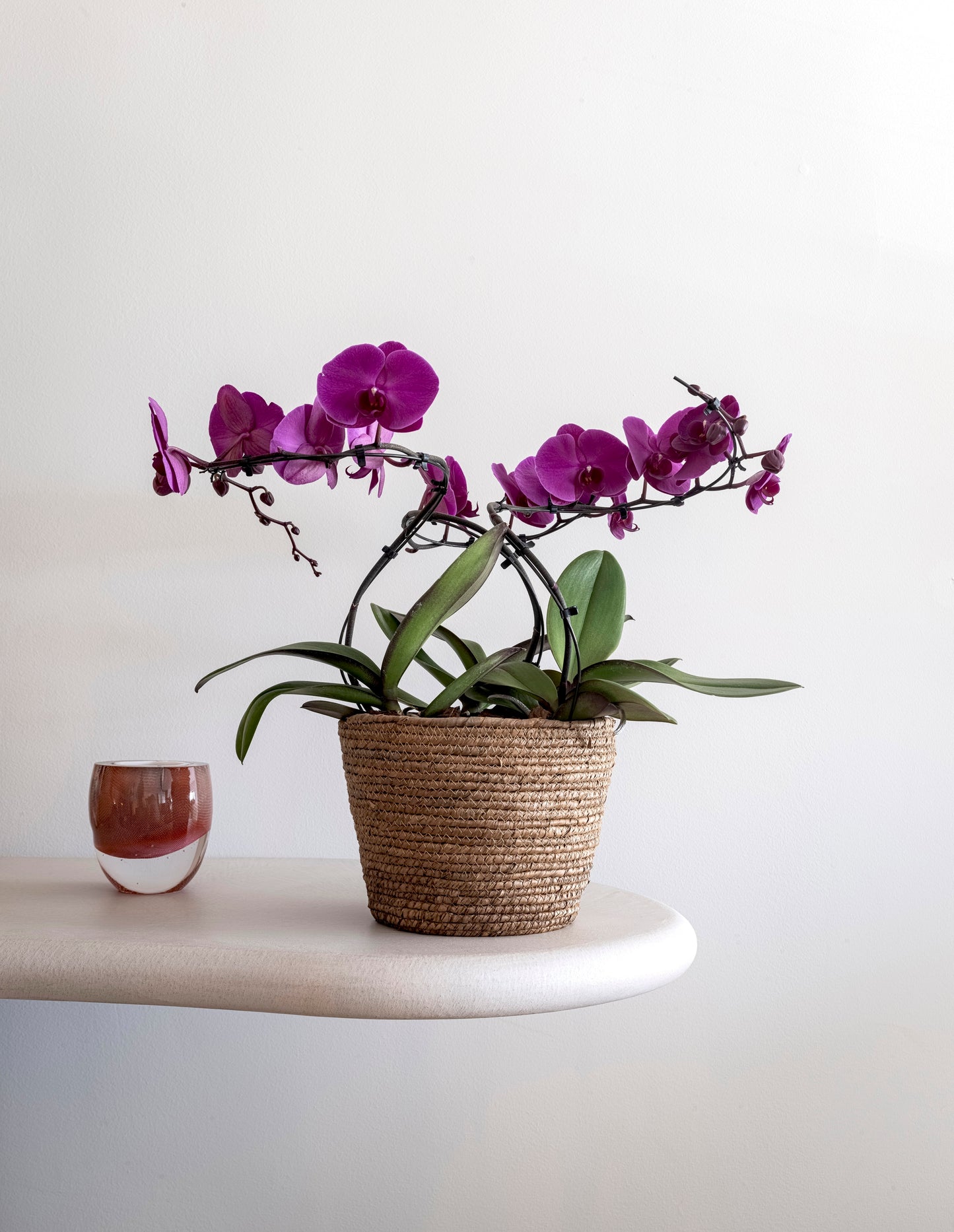 Signature Bold Orchid