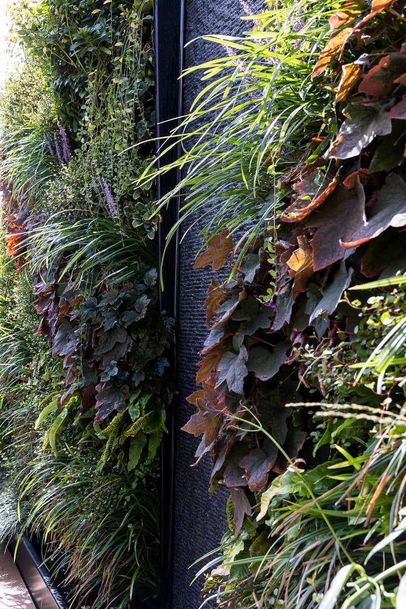 The garden above