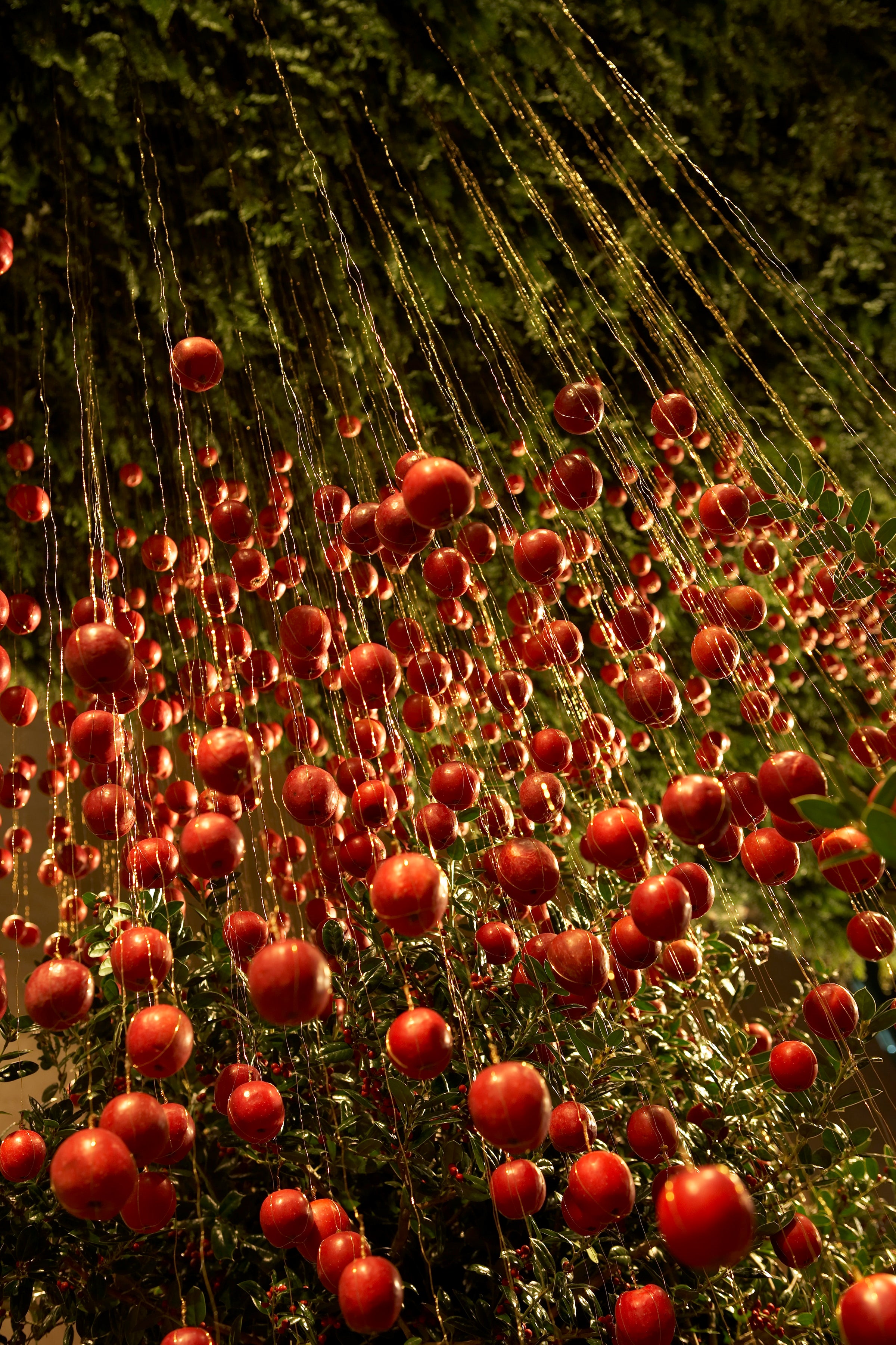 A Harvest of Light