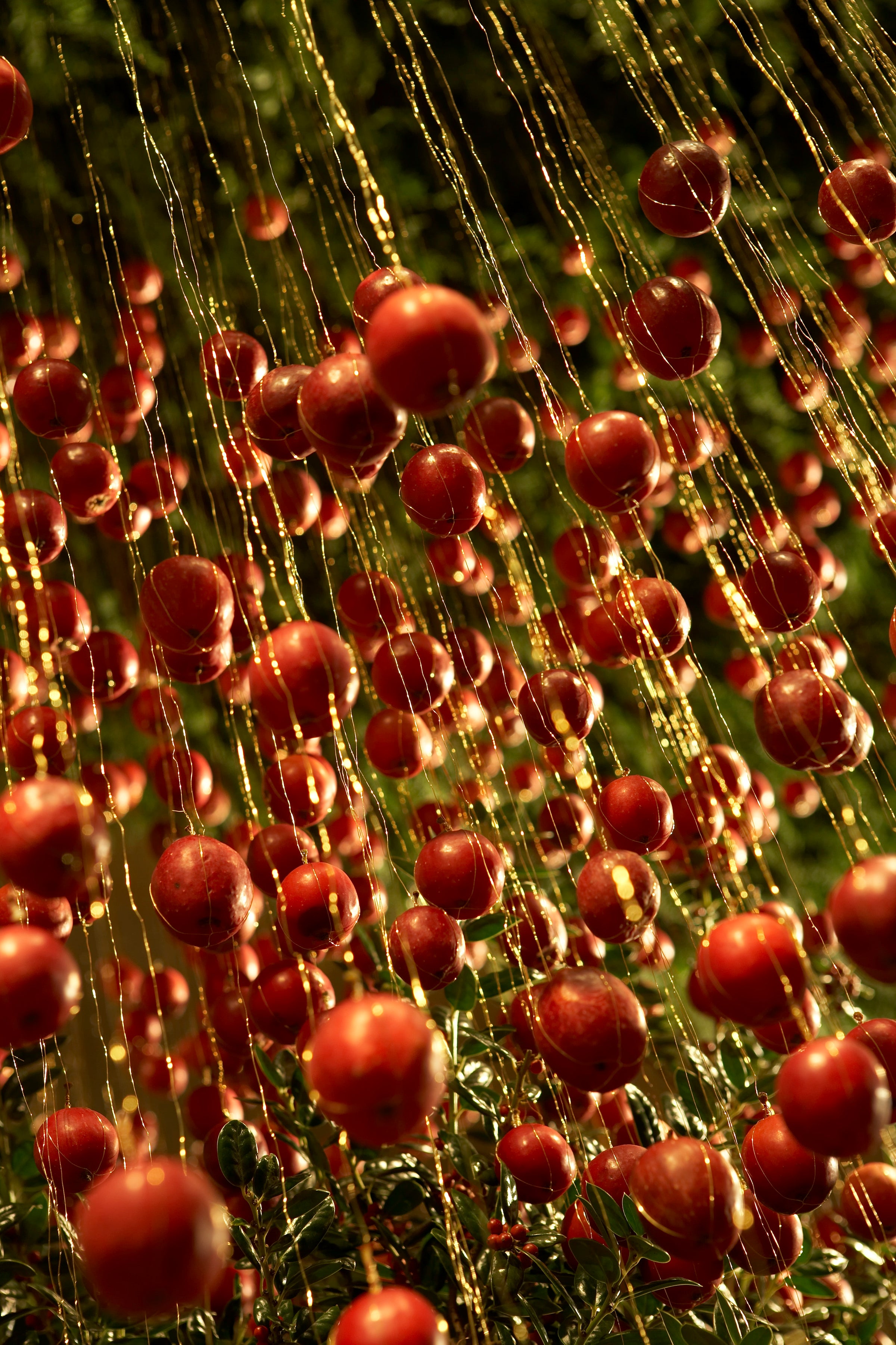 A Harvest of Light