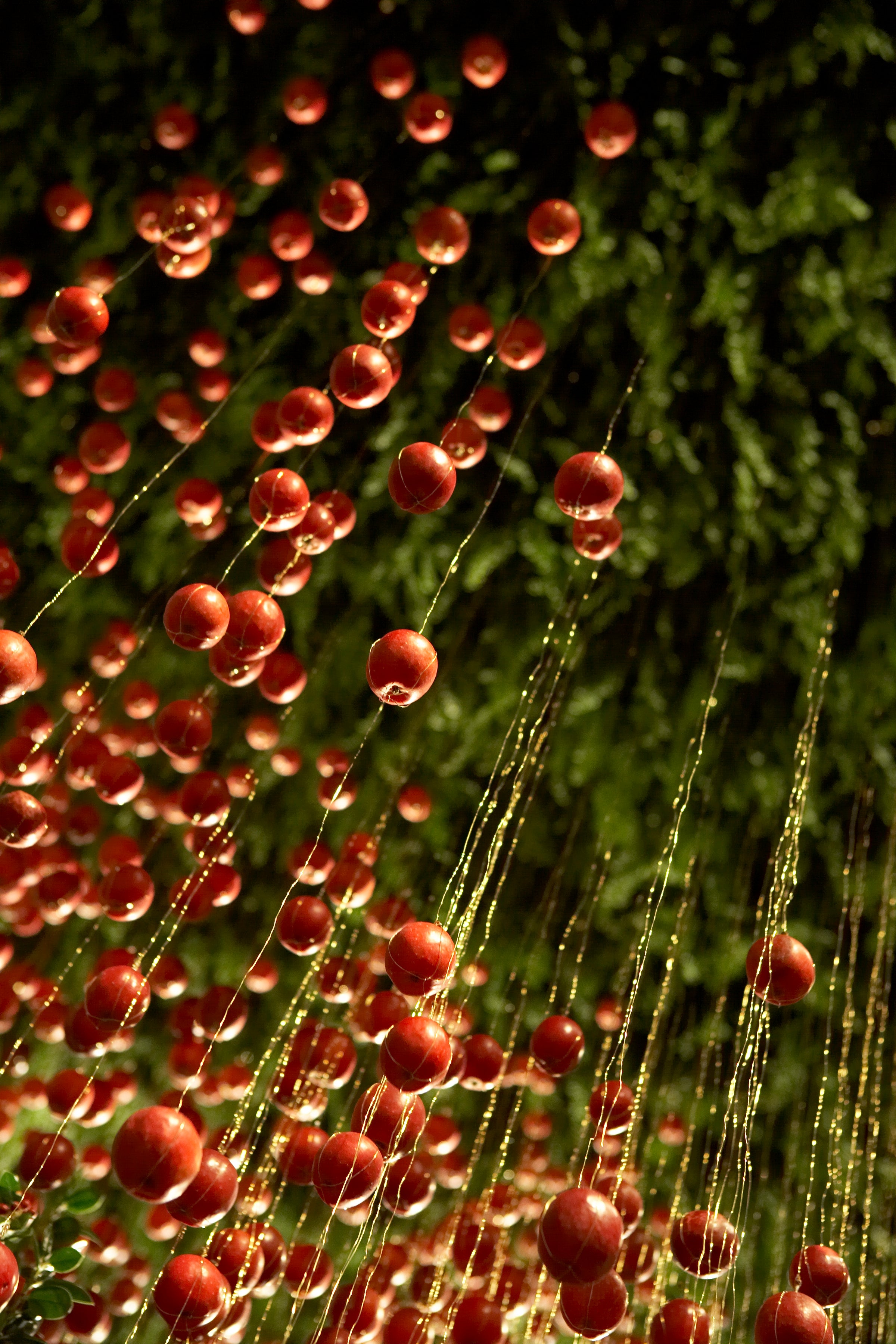 A Harvest of Light