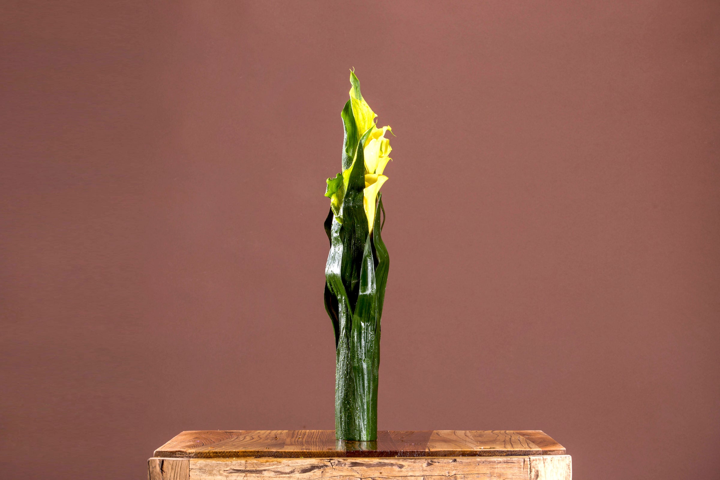 The Architecture of Flowers