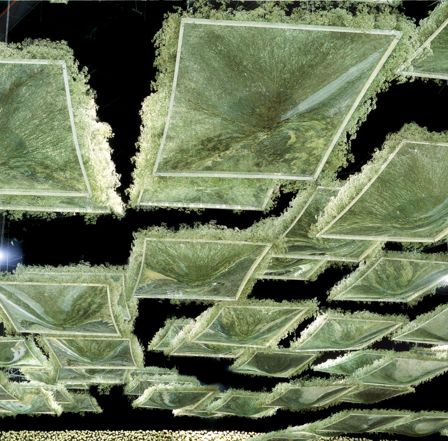 A Garden Beyond Gravity