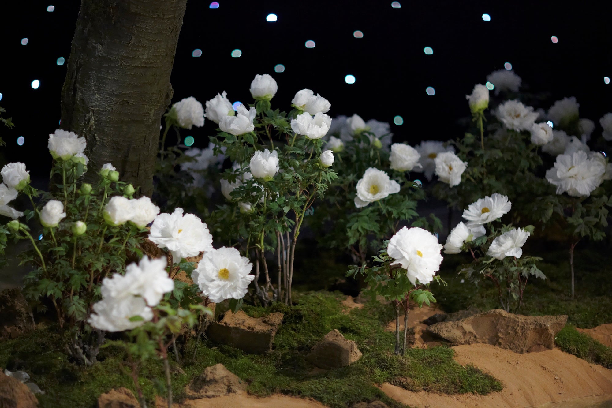 A Royal Garden Among the Stars
