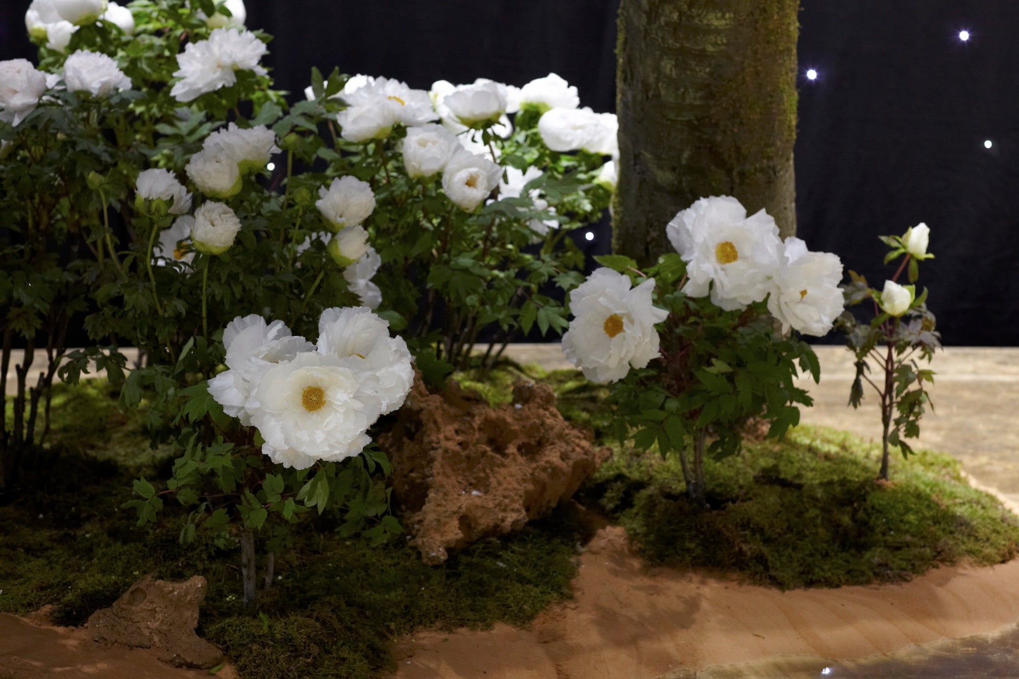 A Royal Garden Among the Stars