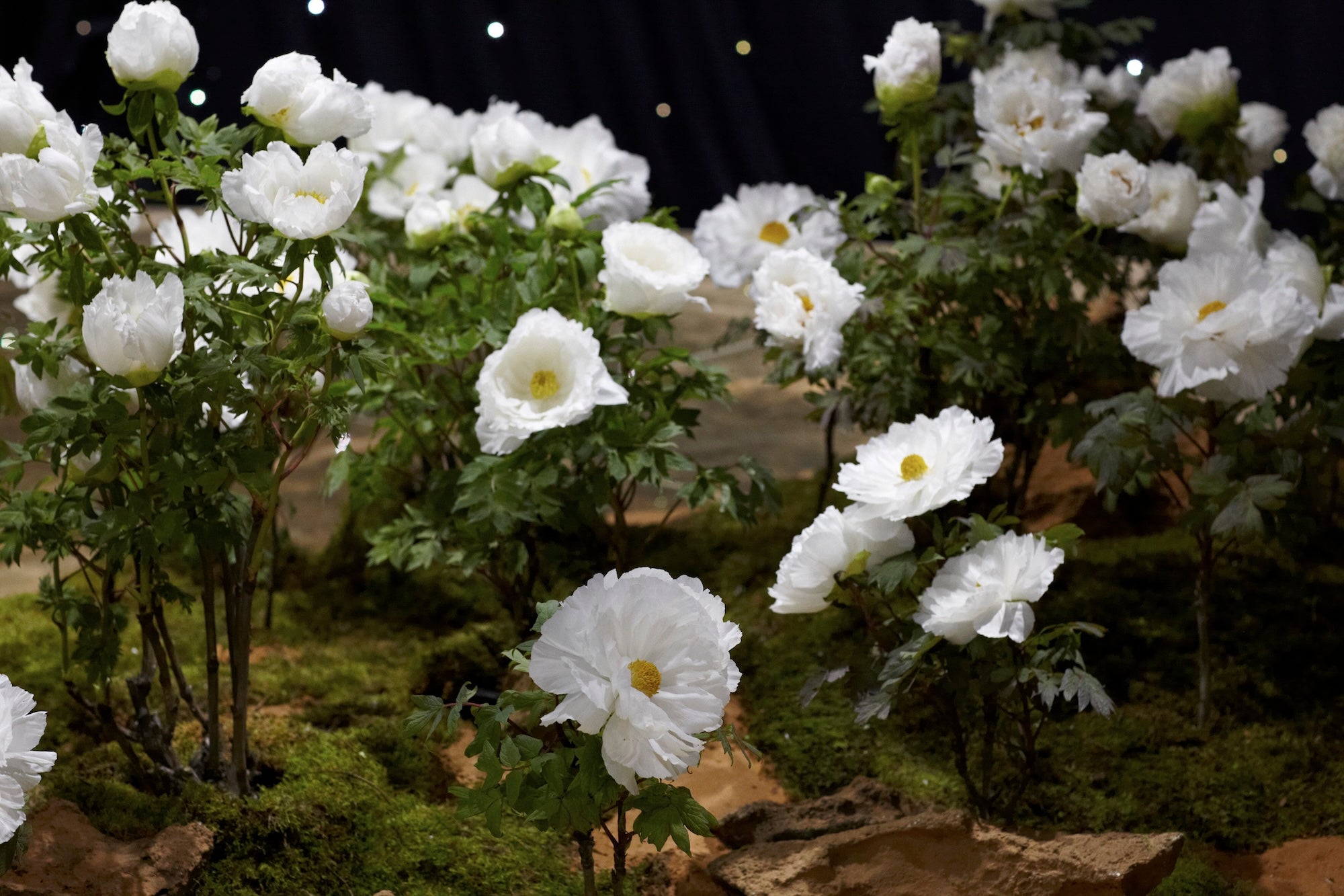 A Royal Garden Among the Stars