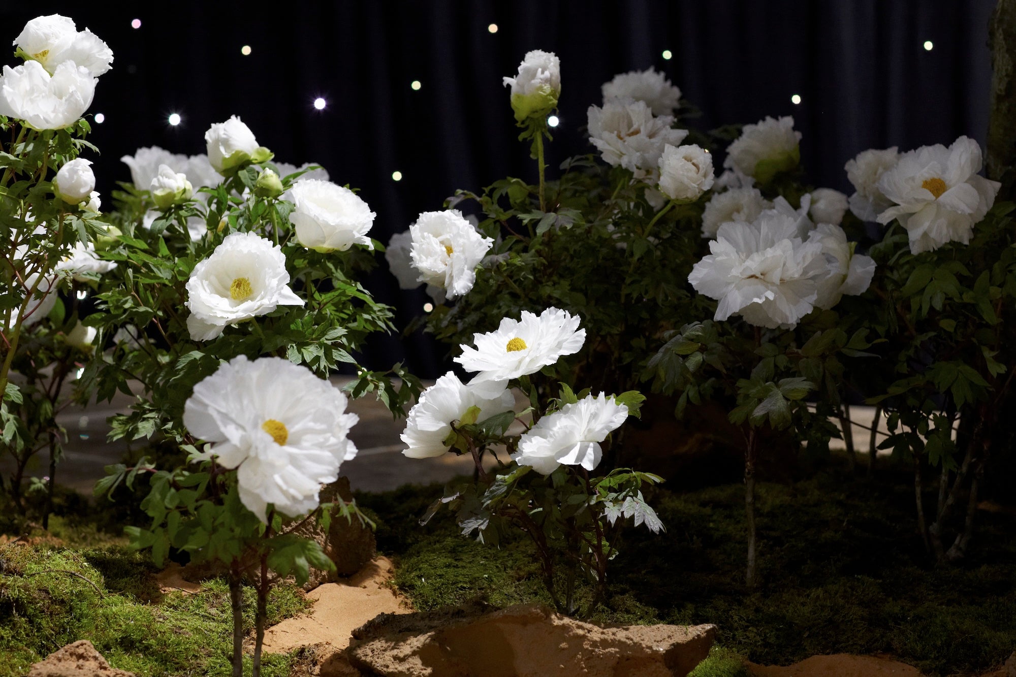 A Royal Garden Among the Stars