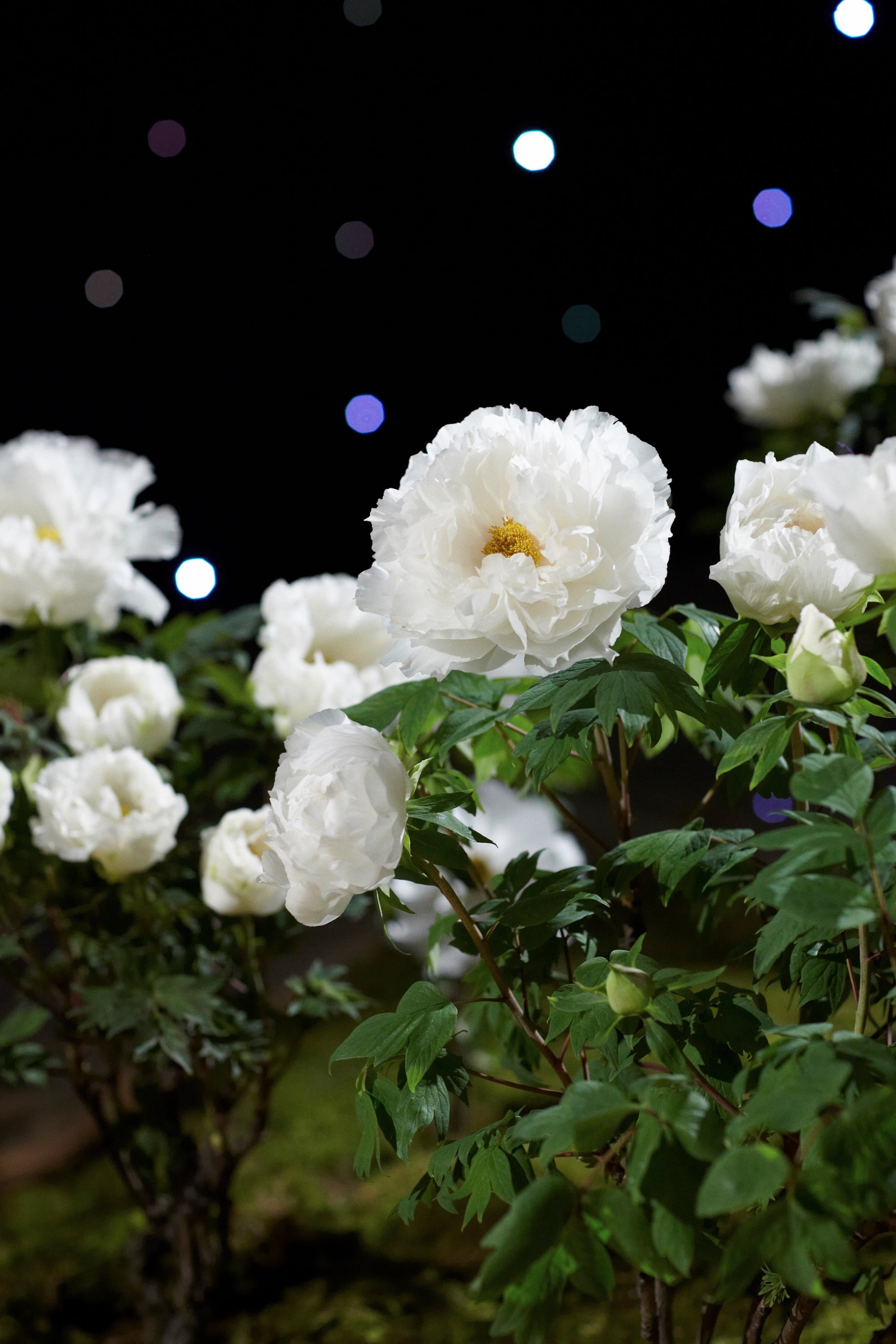 A Royal Garden Among the Stars