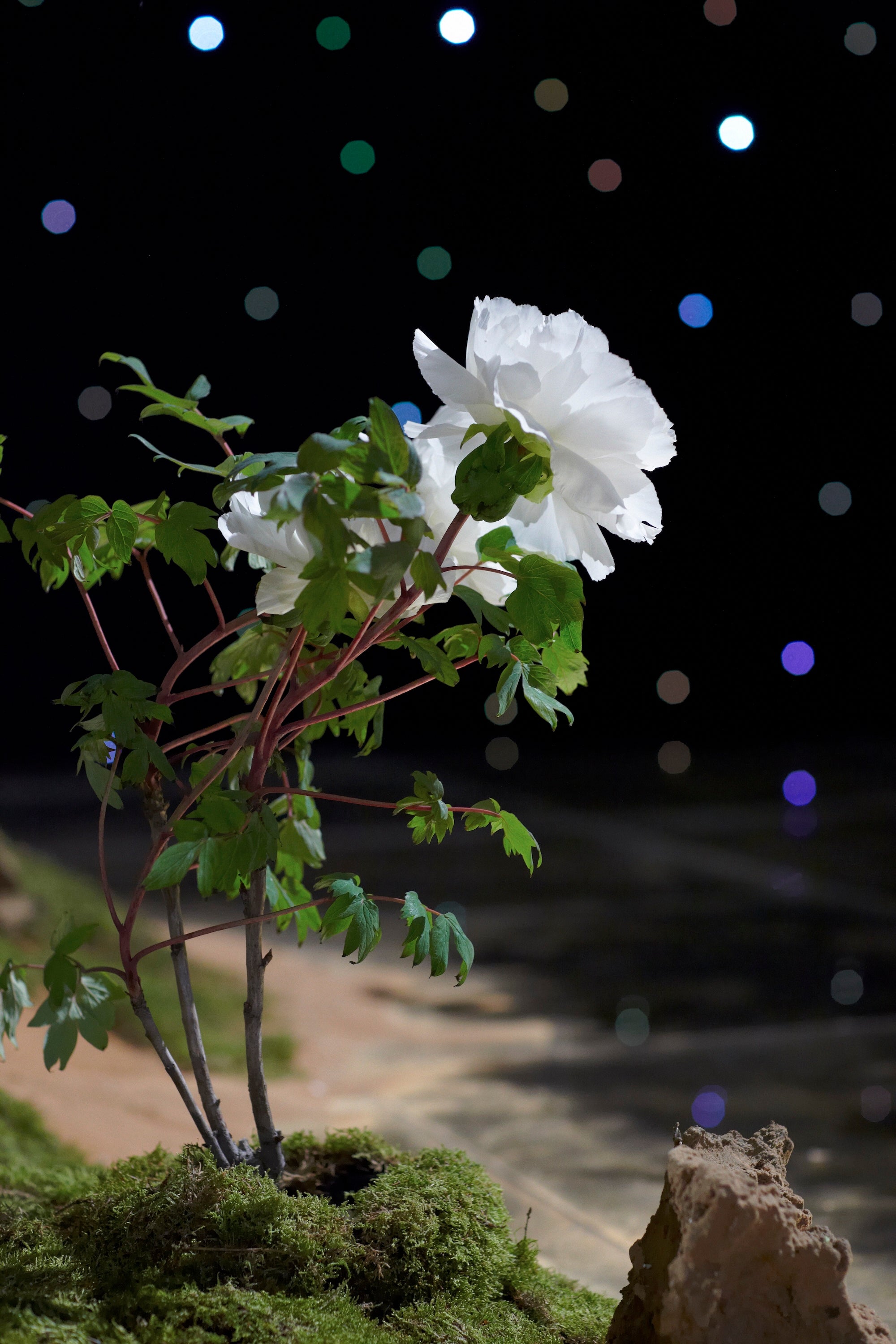 A Royal Garden Among the Stars