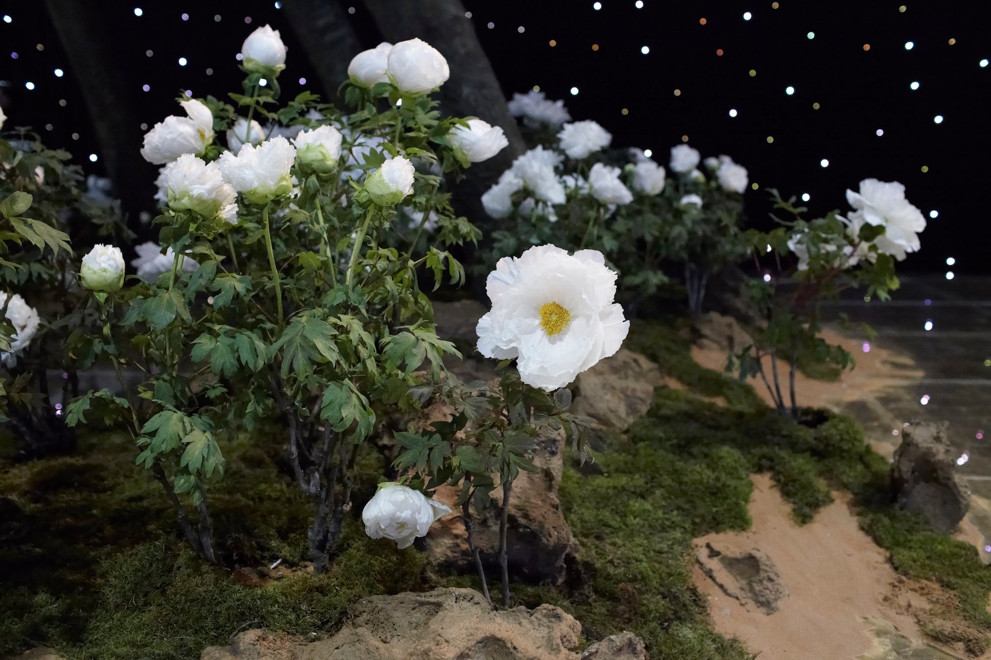 A Royal Garden Among the Stars