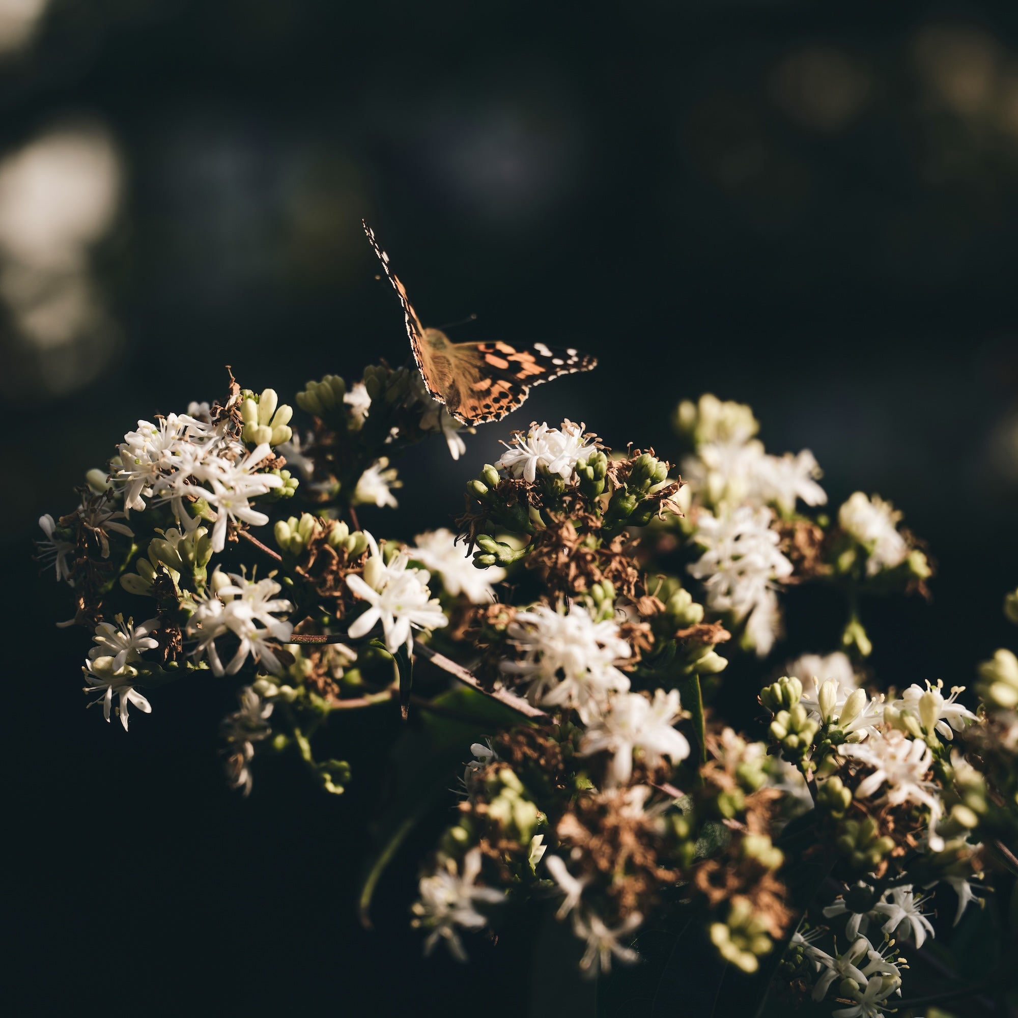 The Untamed Garden