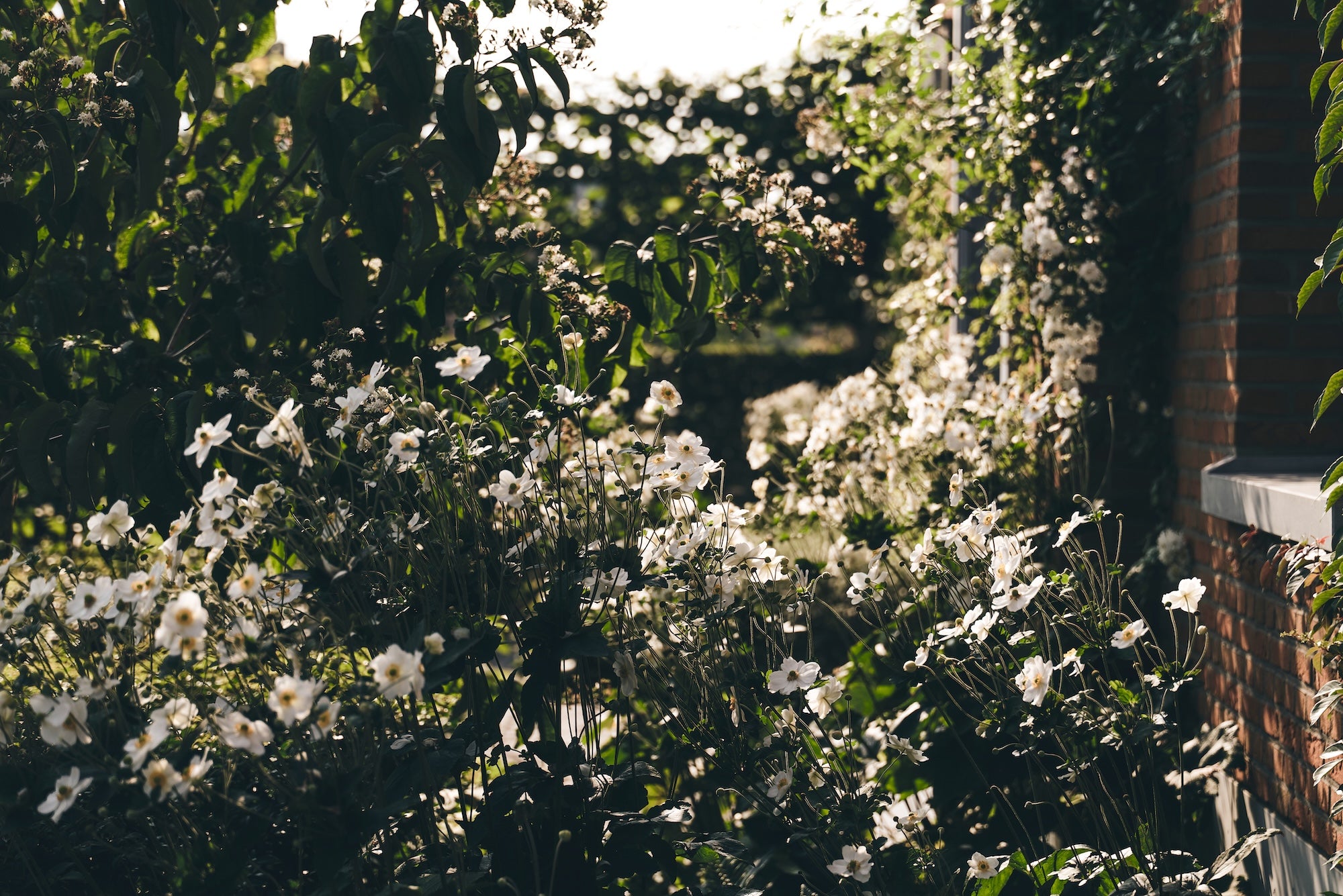 The Untamed Garden