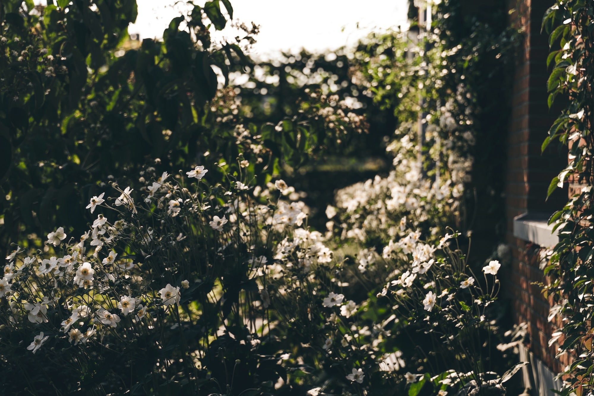The Untamed Garden