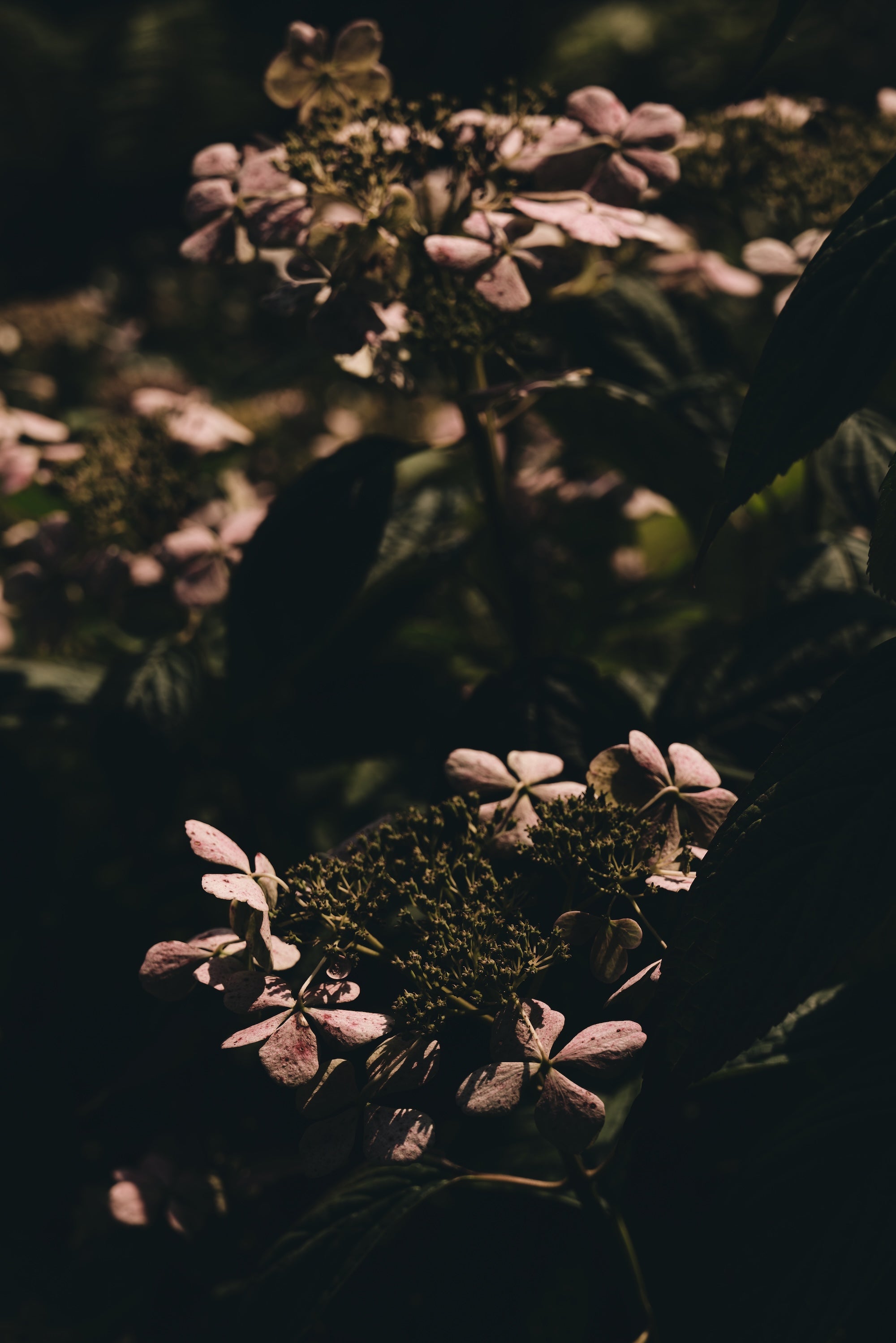 The Untamed Garden
