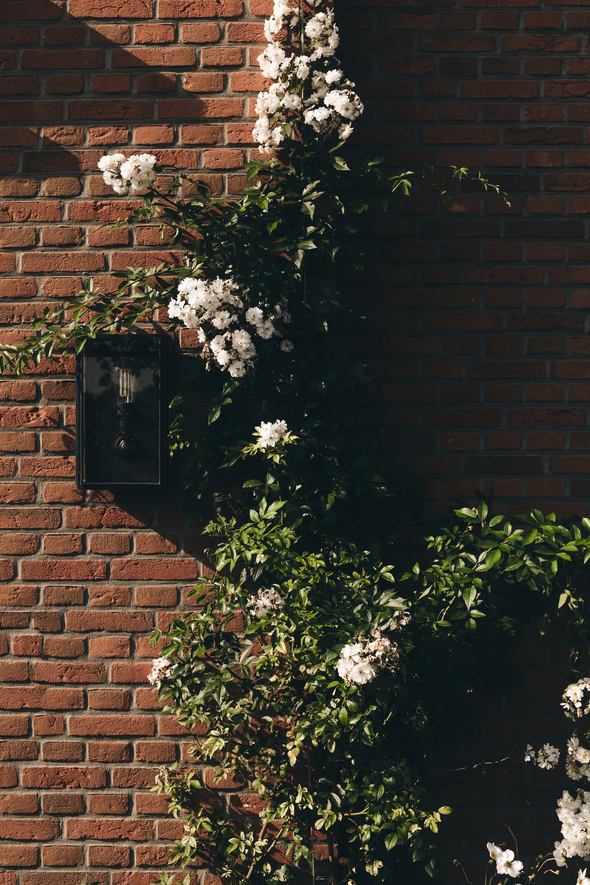 The Untamed Garden
