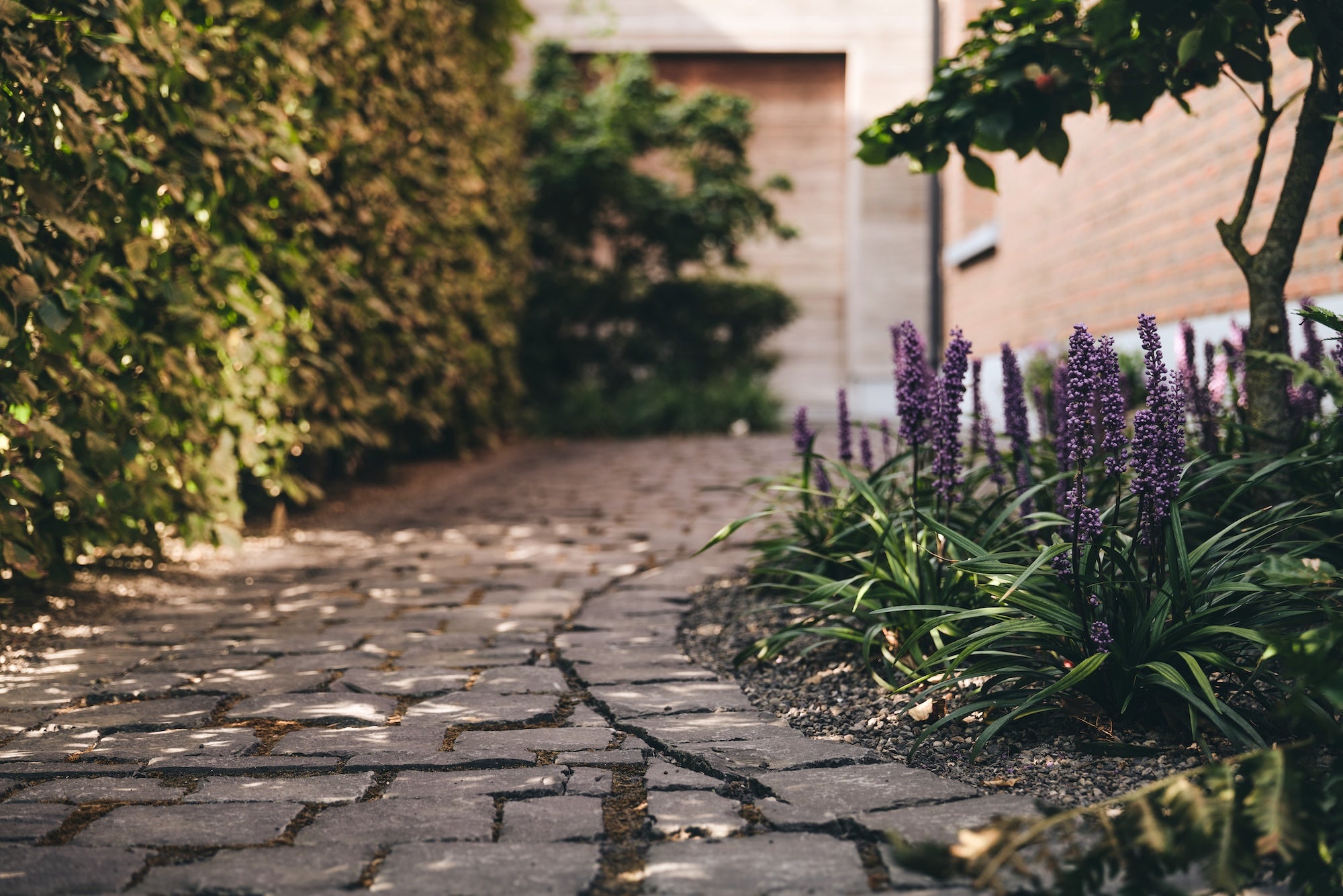 The Untamed Garden