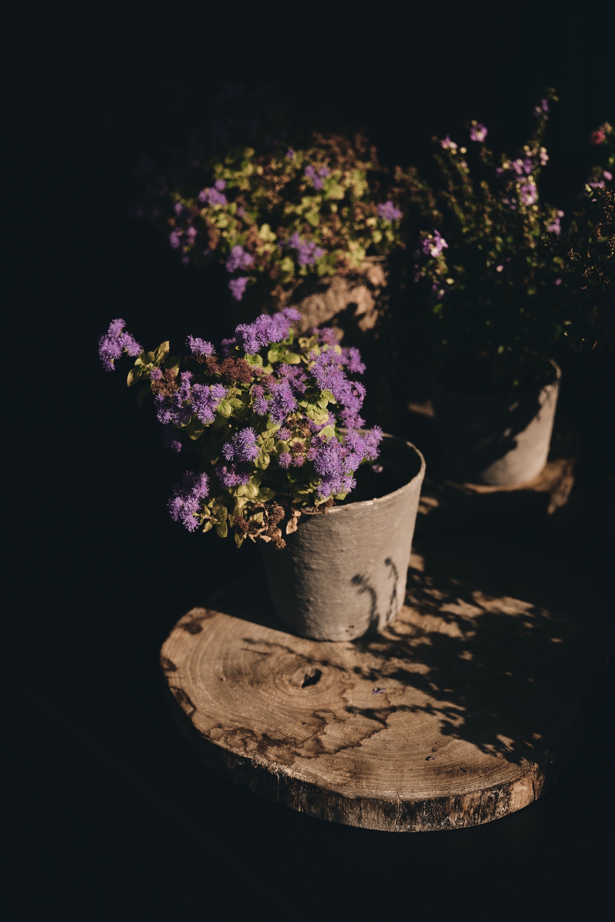 The Untamed Garden