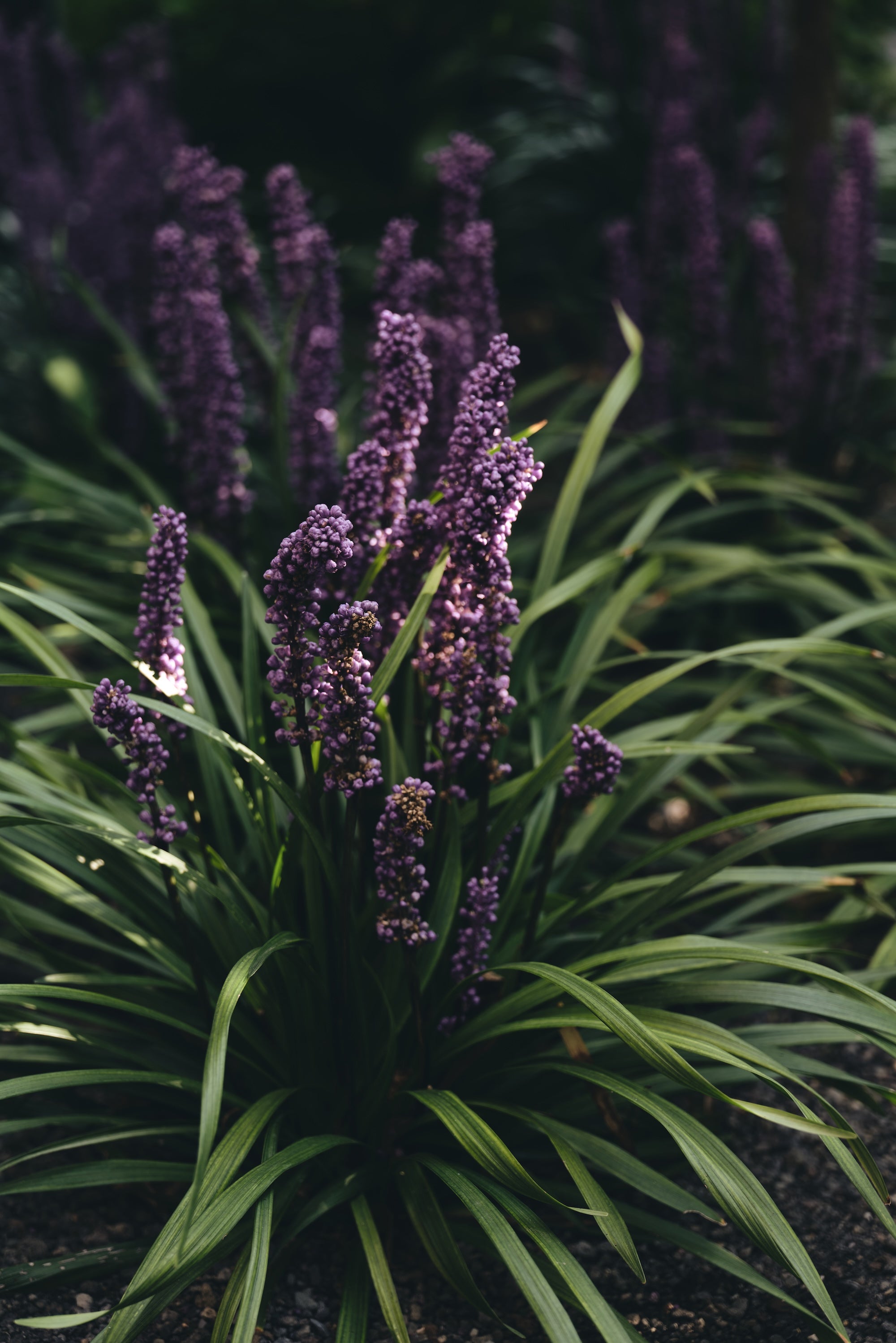 The Untamed Garden