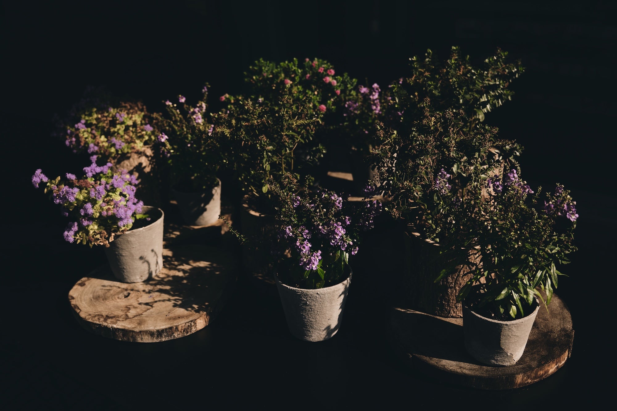 The Untamed Garden