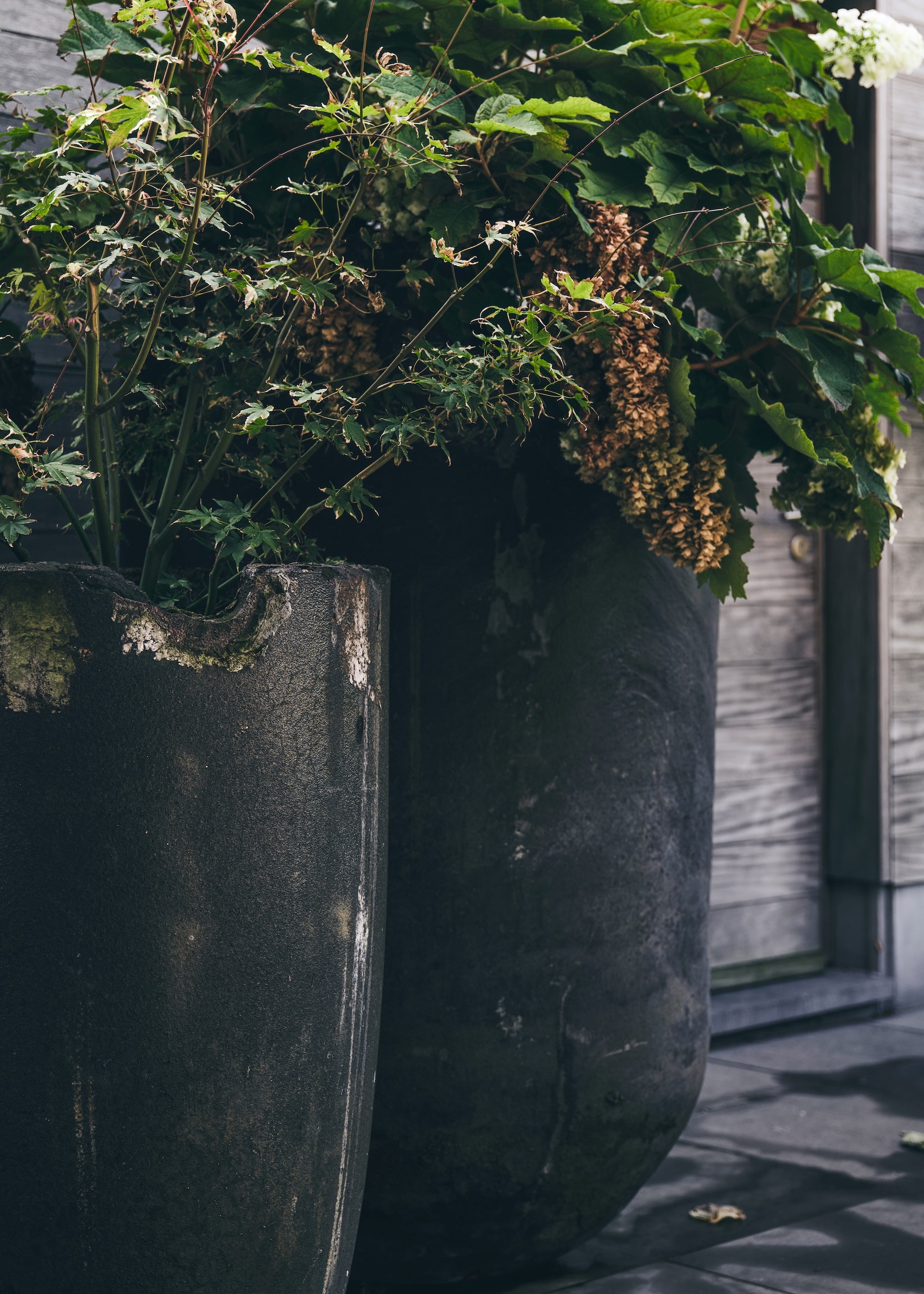 The Untamed Garden