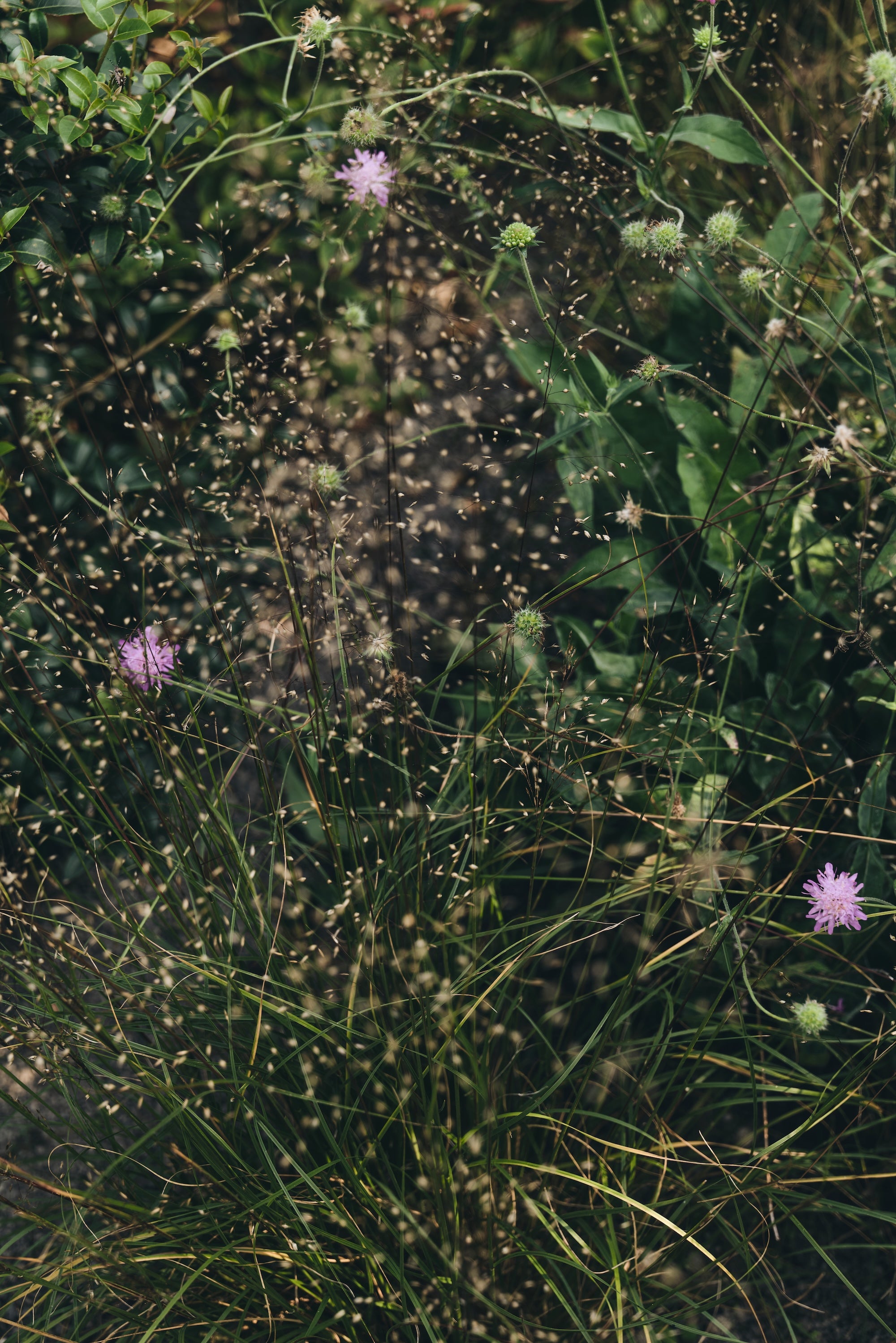 The Untamed Garden