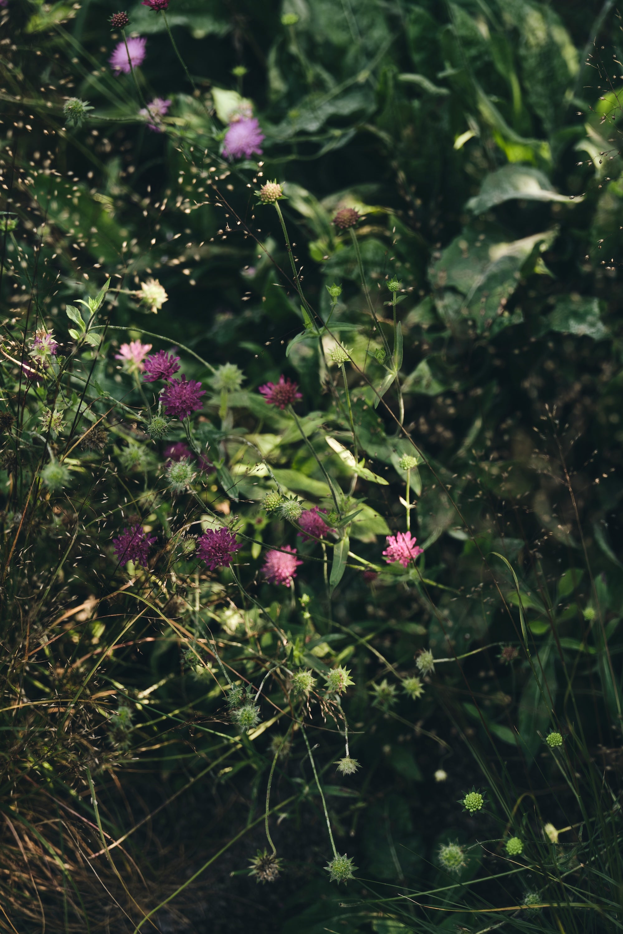 The Untamed Garden