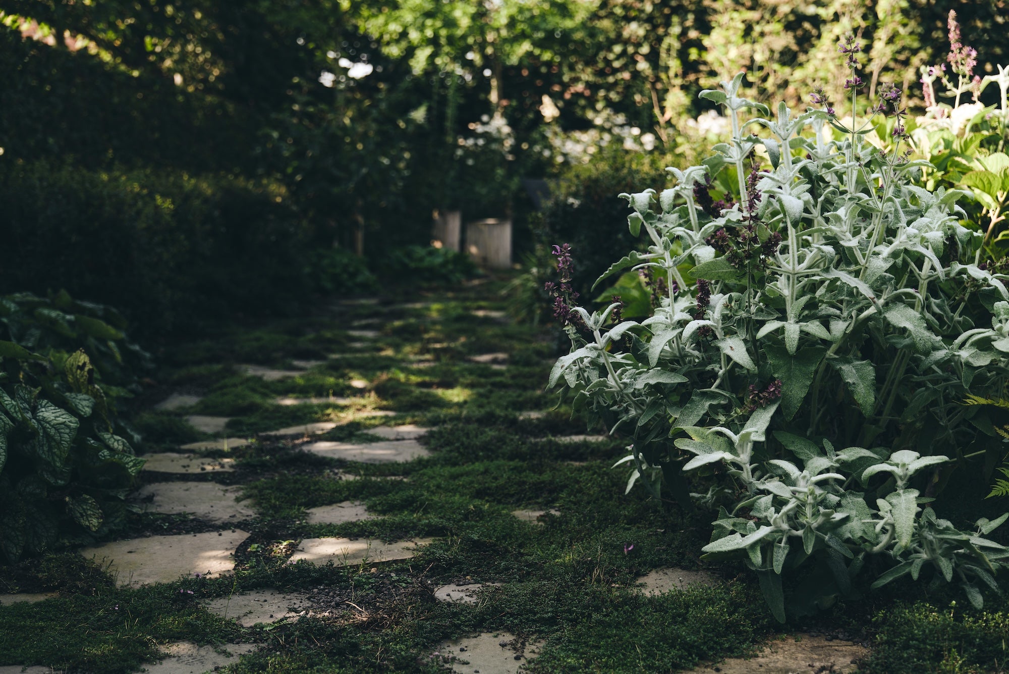 The Untamed Garden