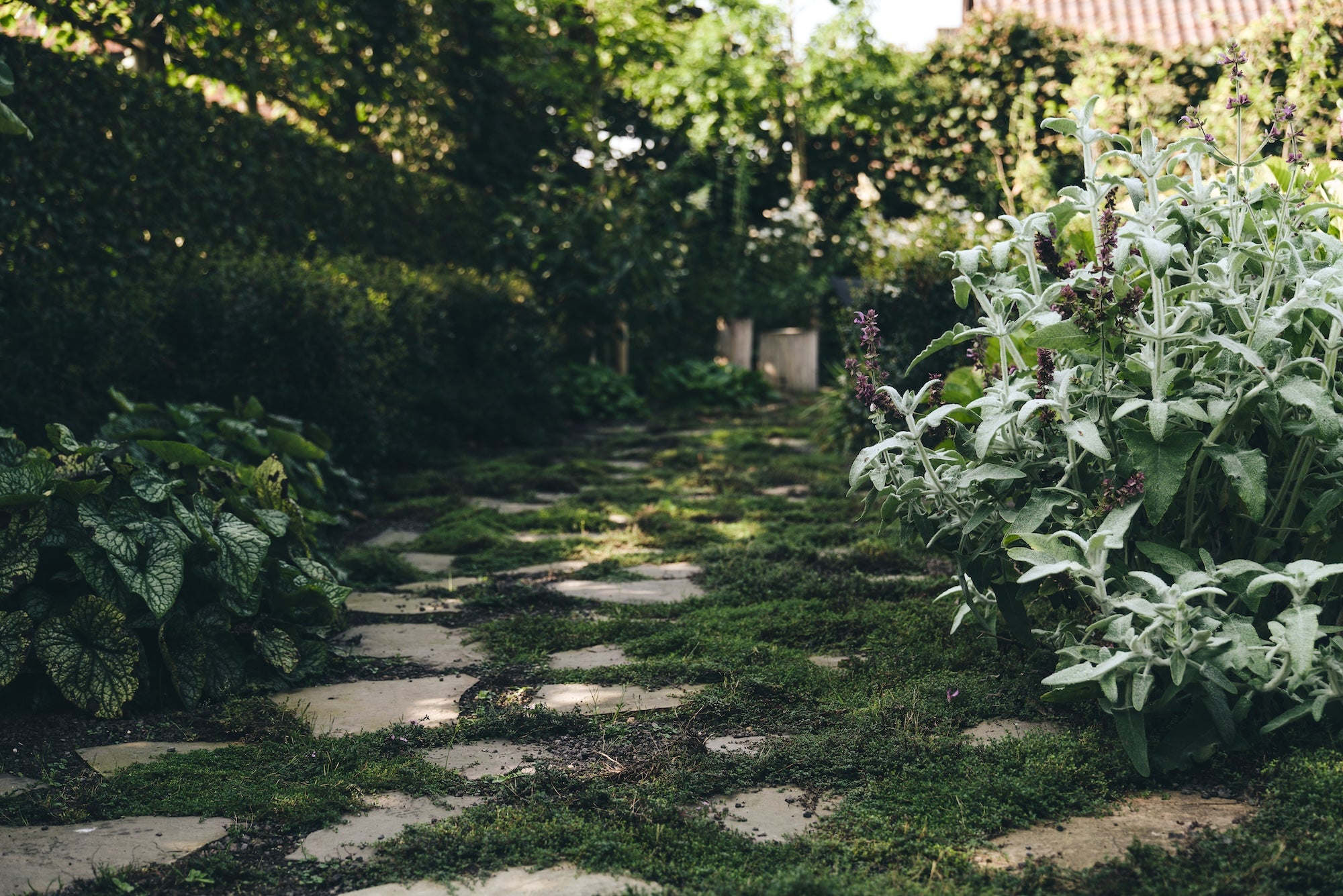 The Untamed Garden
