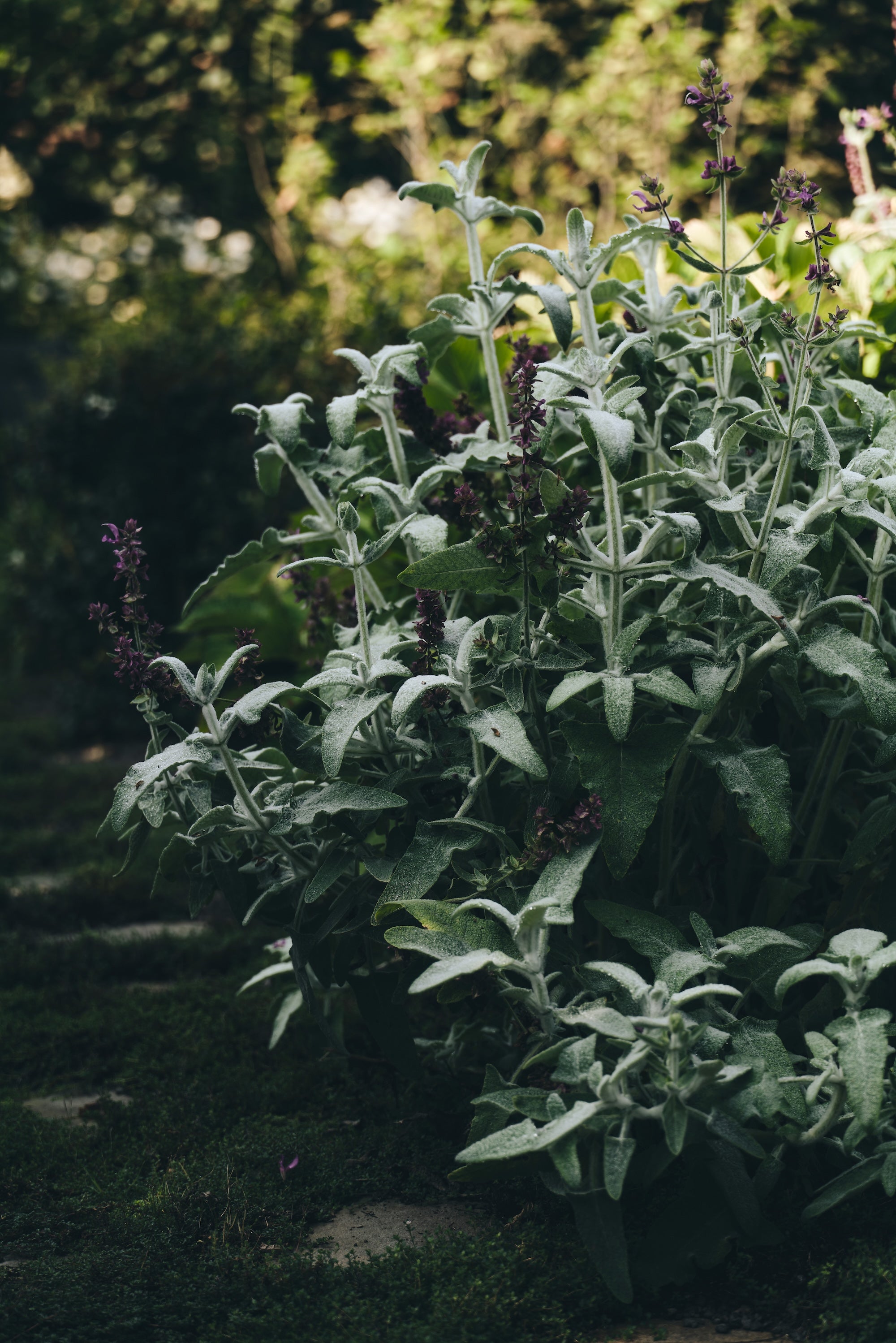The Untamed Garden
