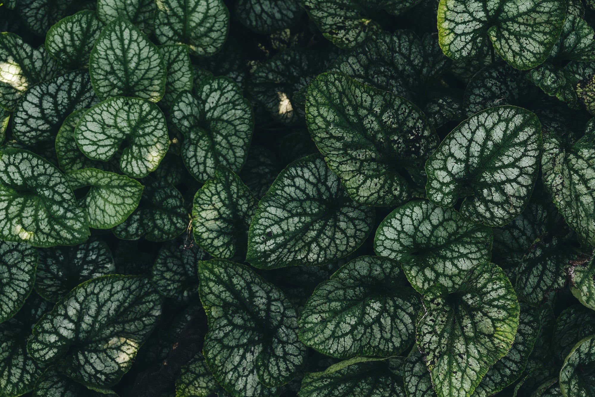 The Untamed Garden