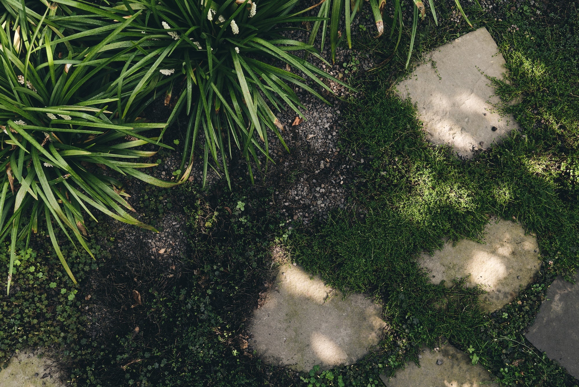 The Untamed Garden