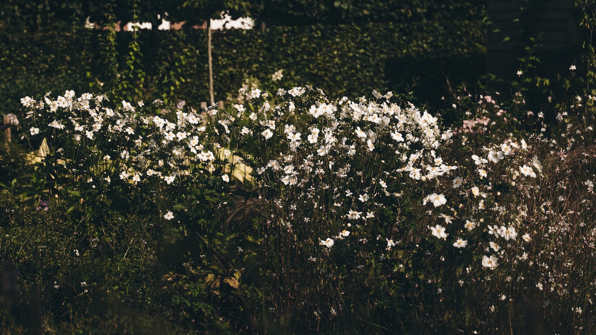 The Untamed Garden