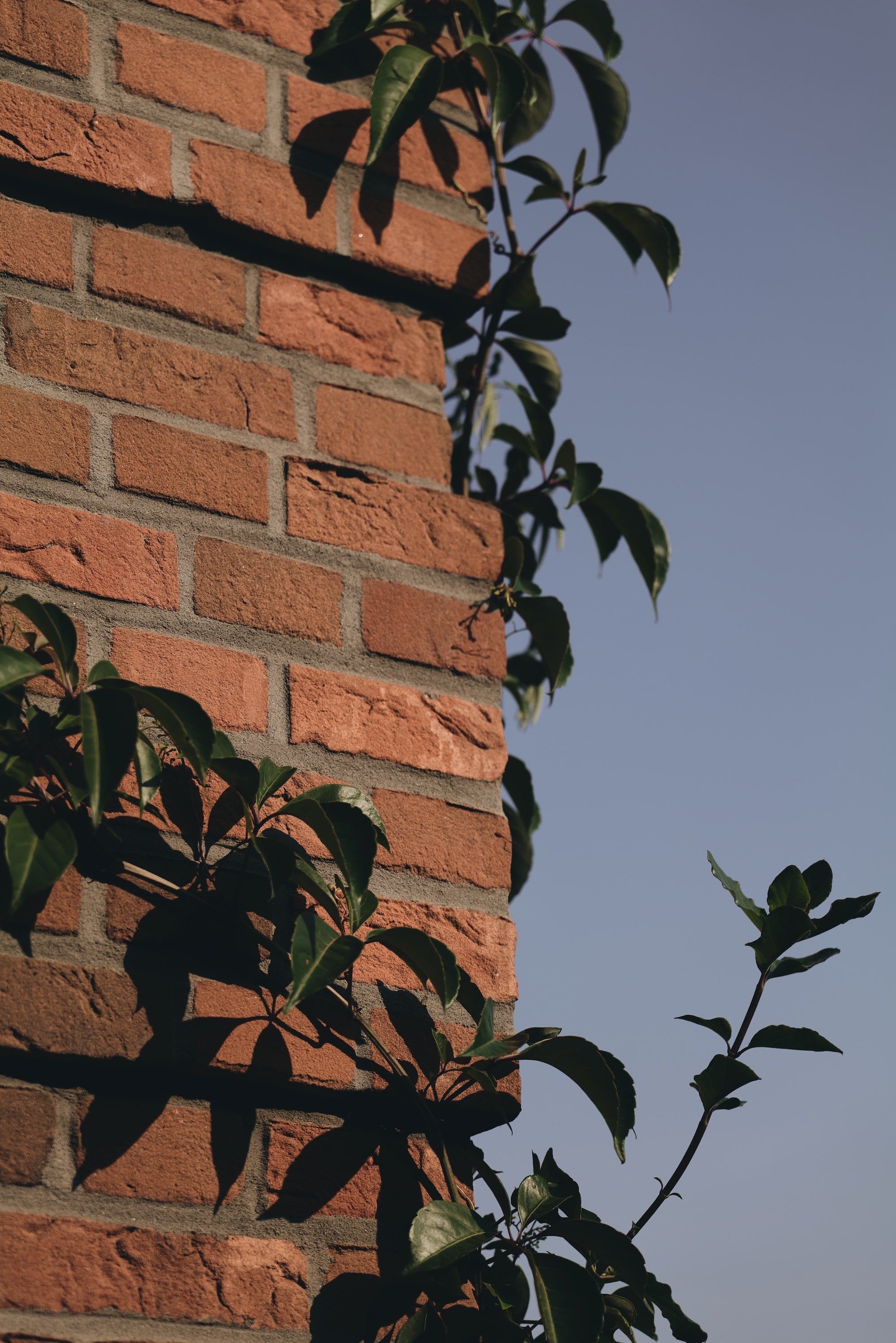 The Untamed Garden