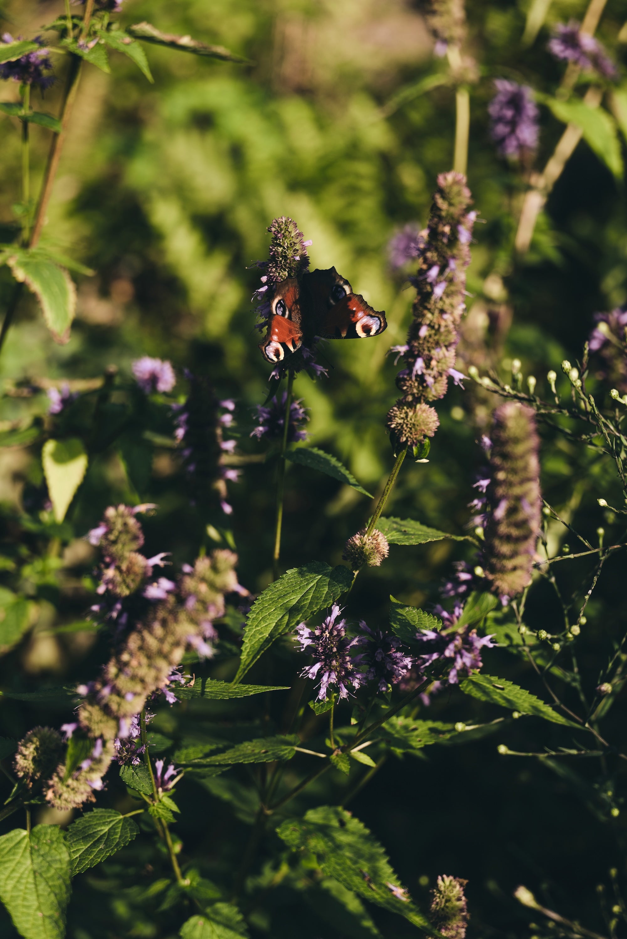 The Untamed Garden