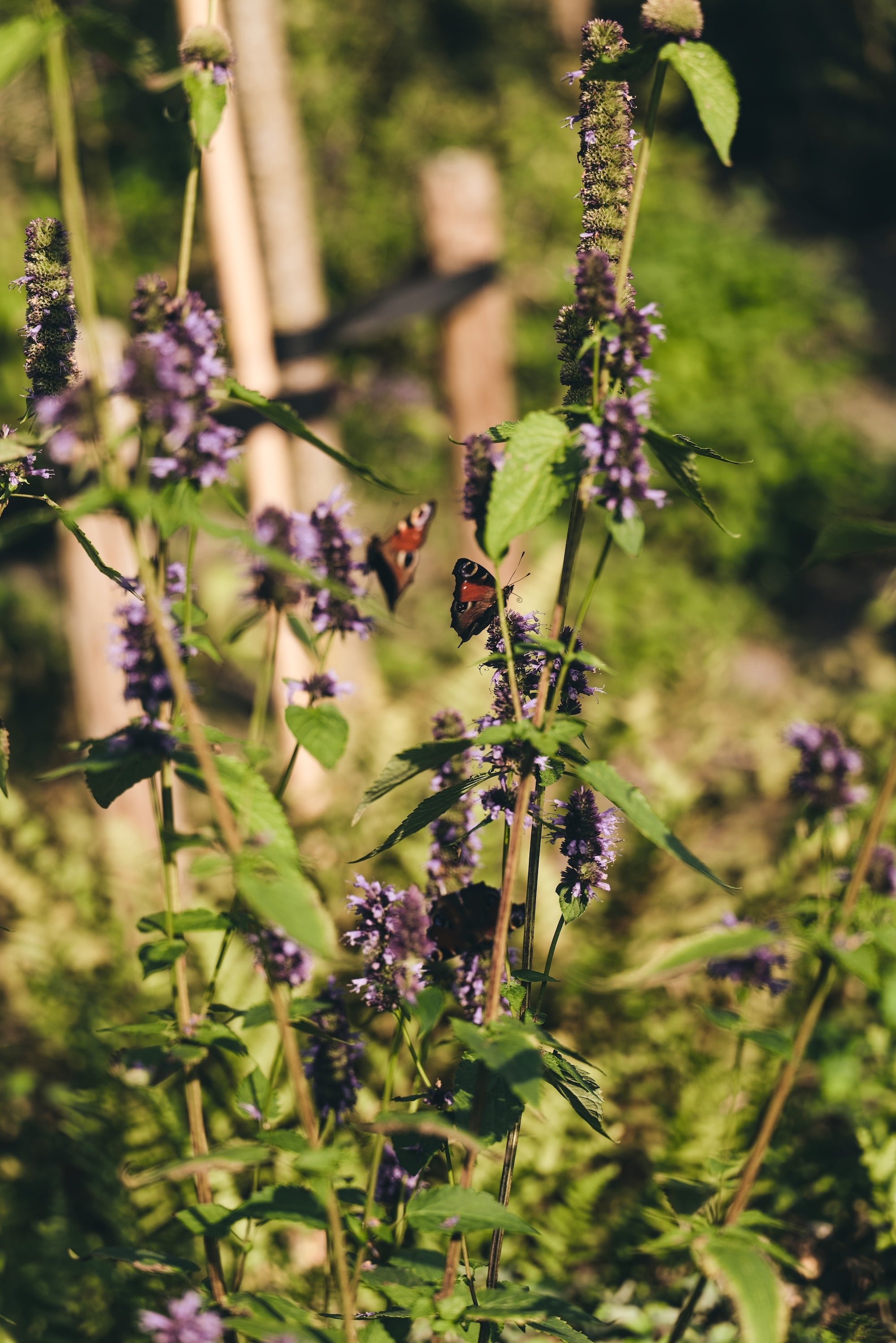 The Untamed Garden