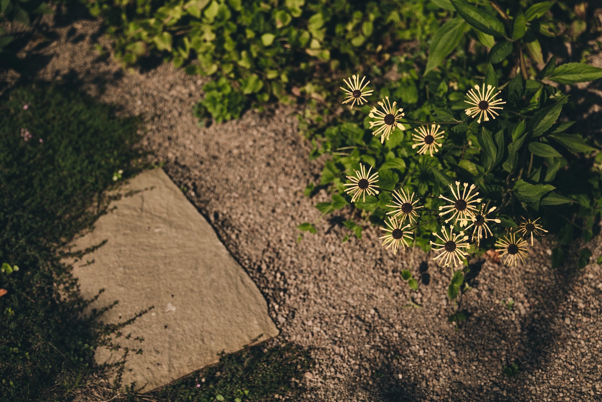 The Untamed Garden