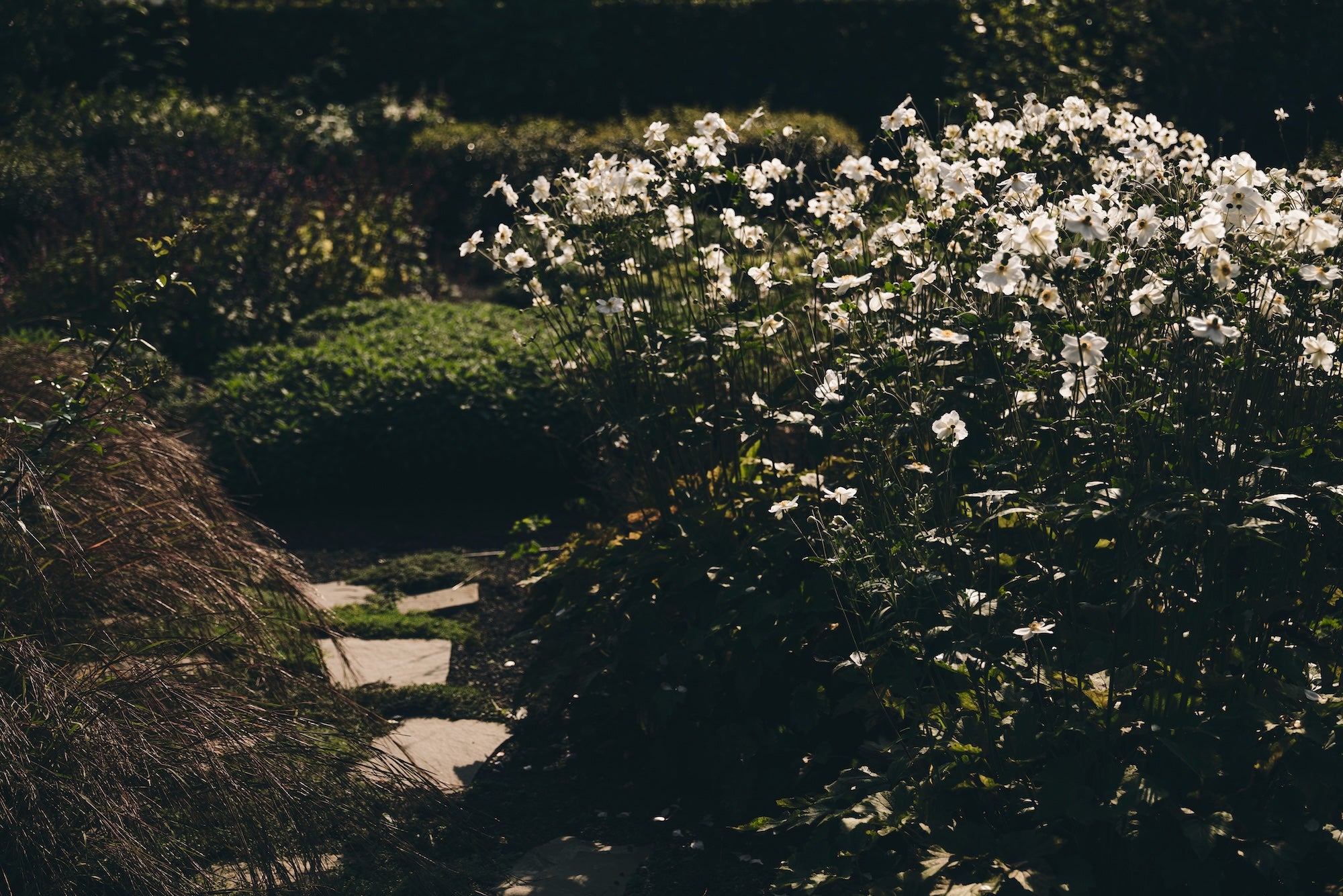 The Untamed Garden