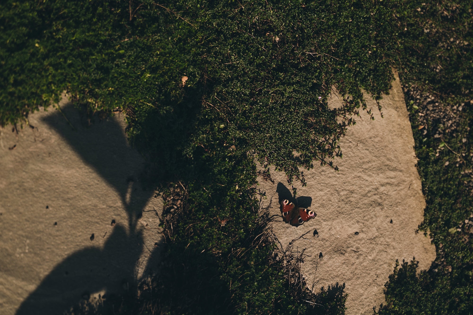 The Untamed Garden