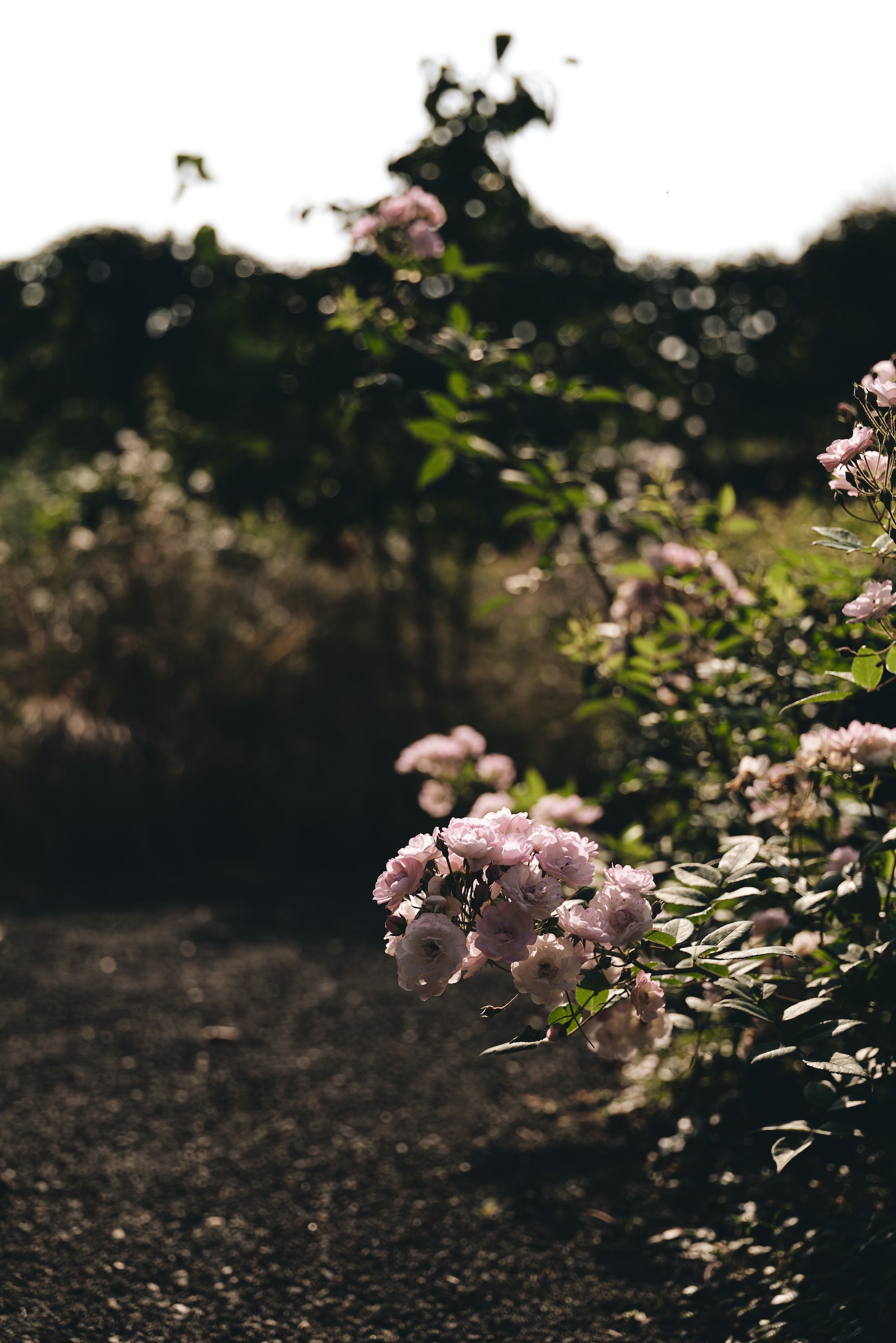 The Untamed Garden