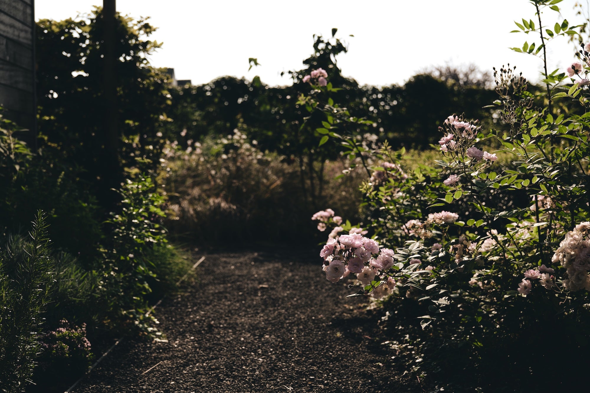 The Untamed Garden