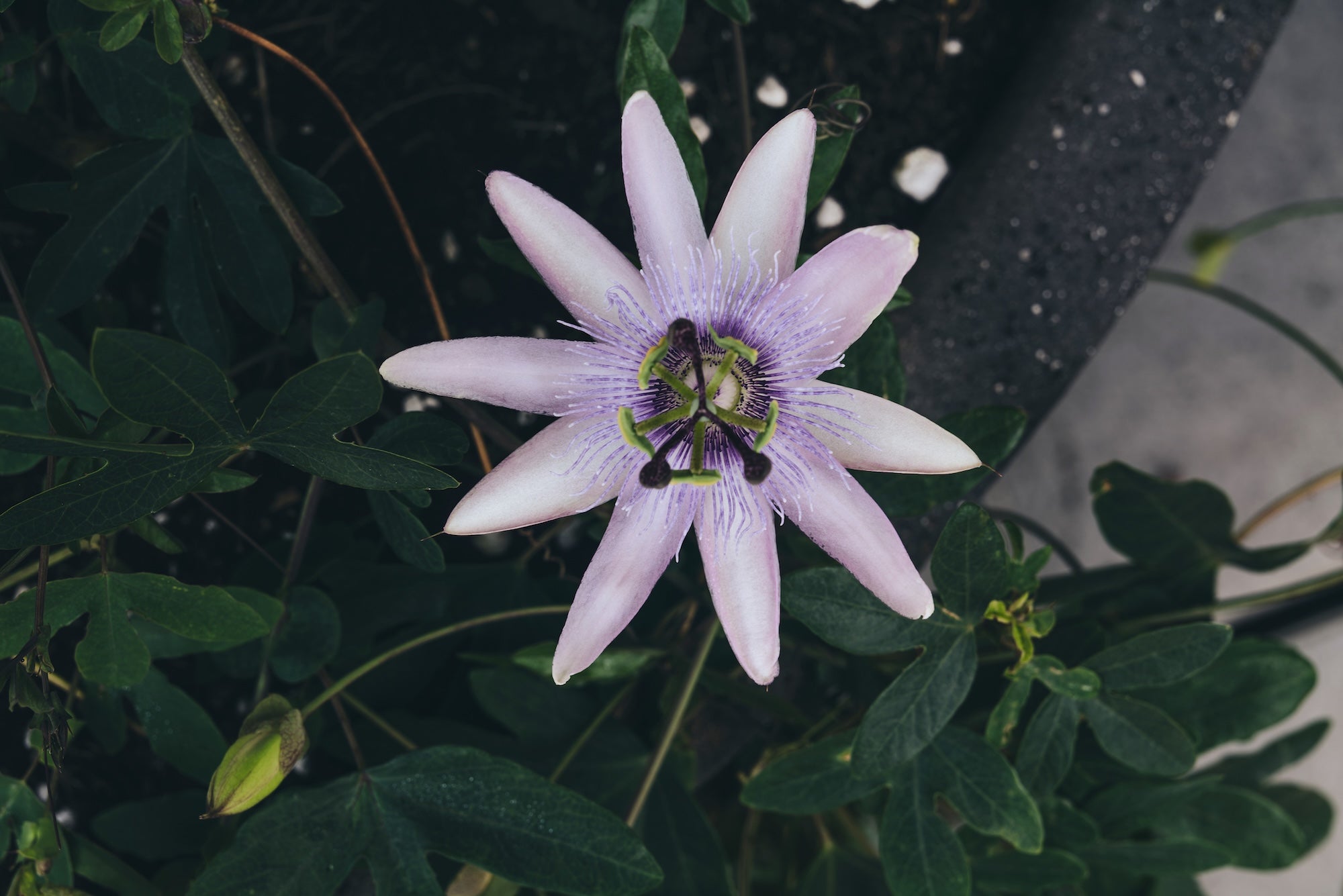 The Untamed Garden