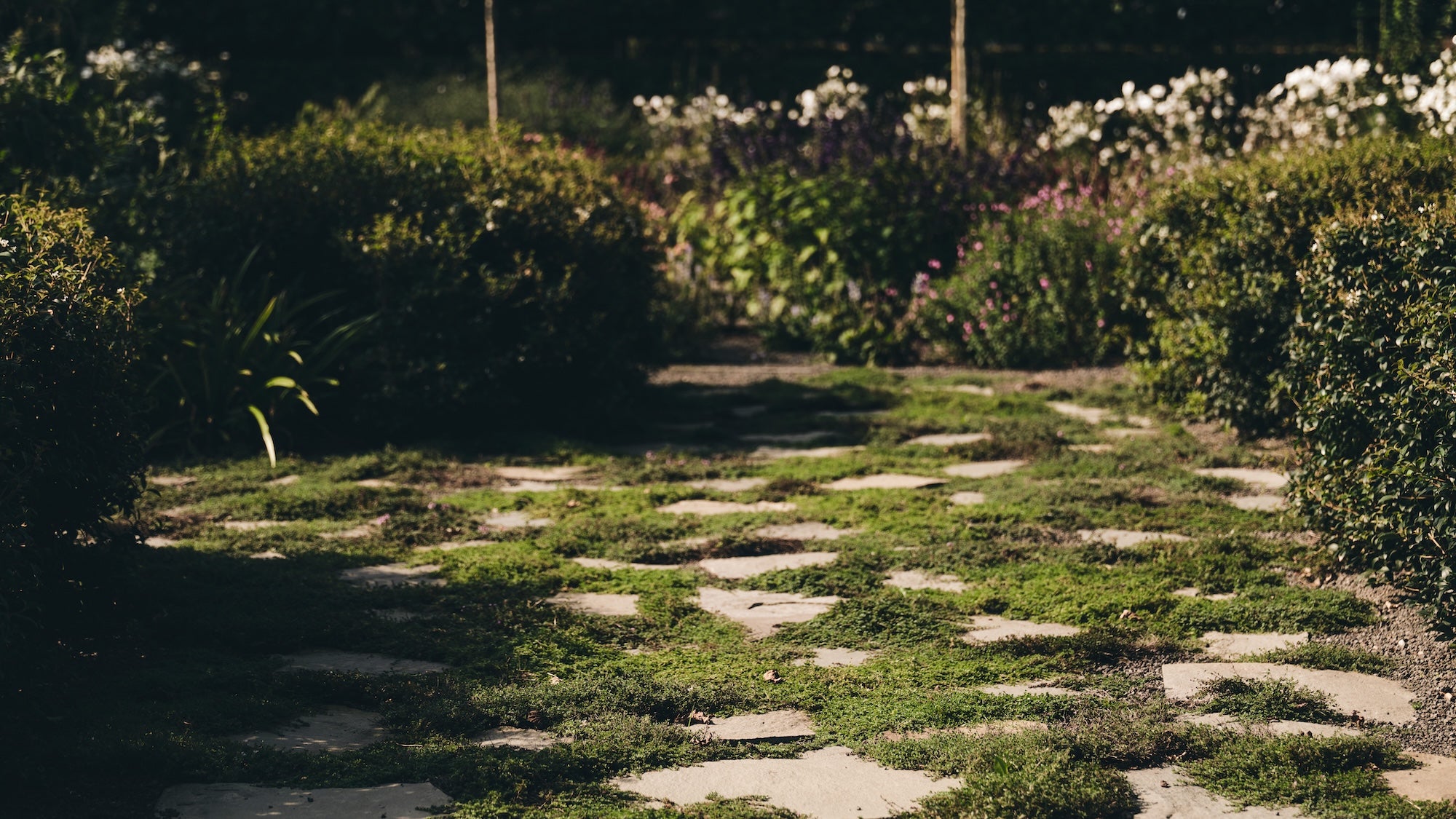 The Untamed Garden