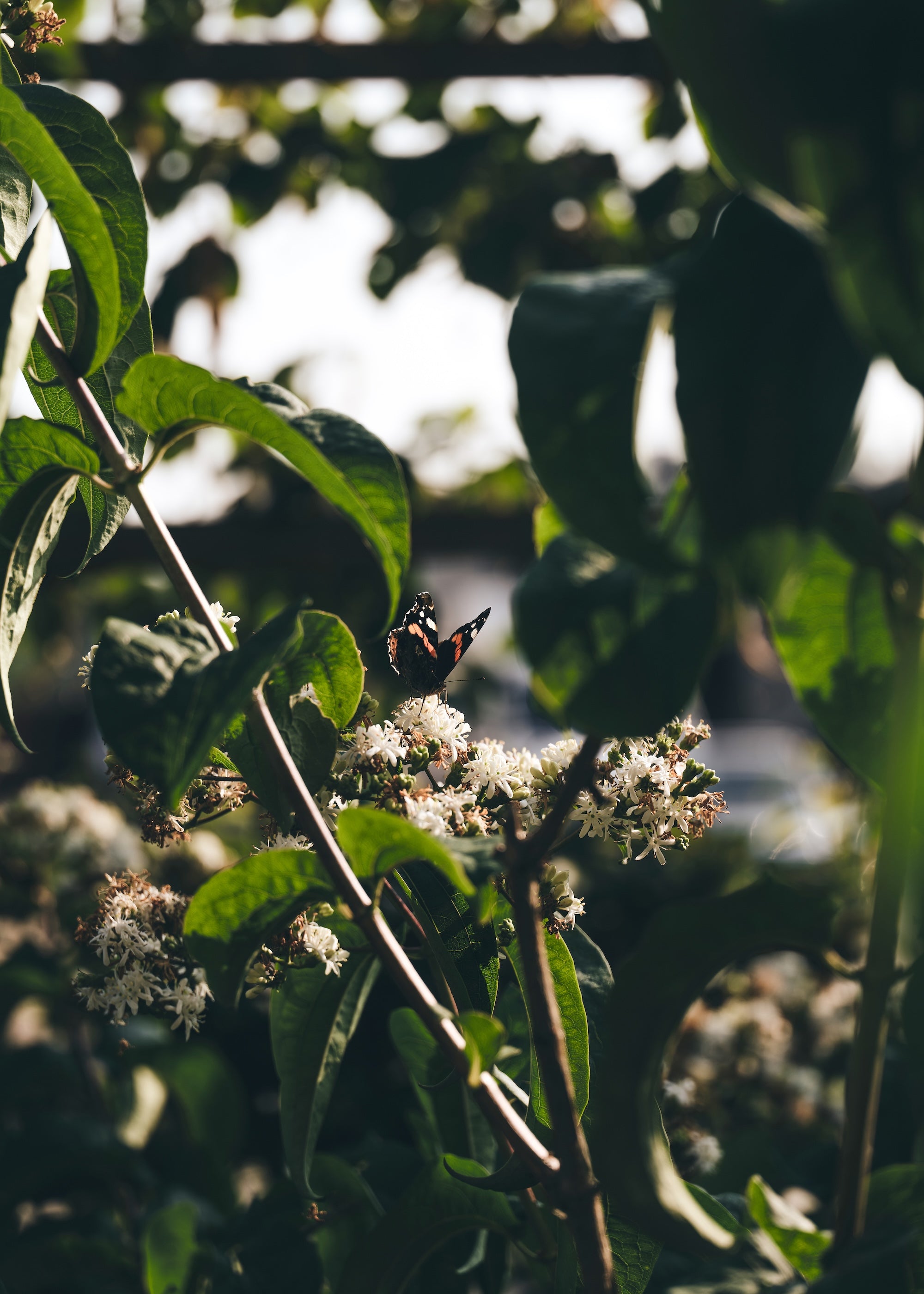 The Untamed Garden