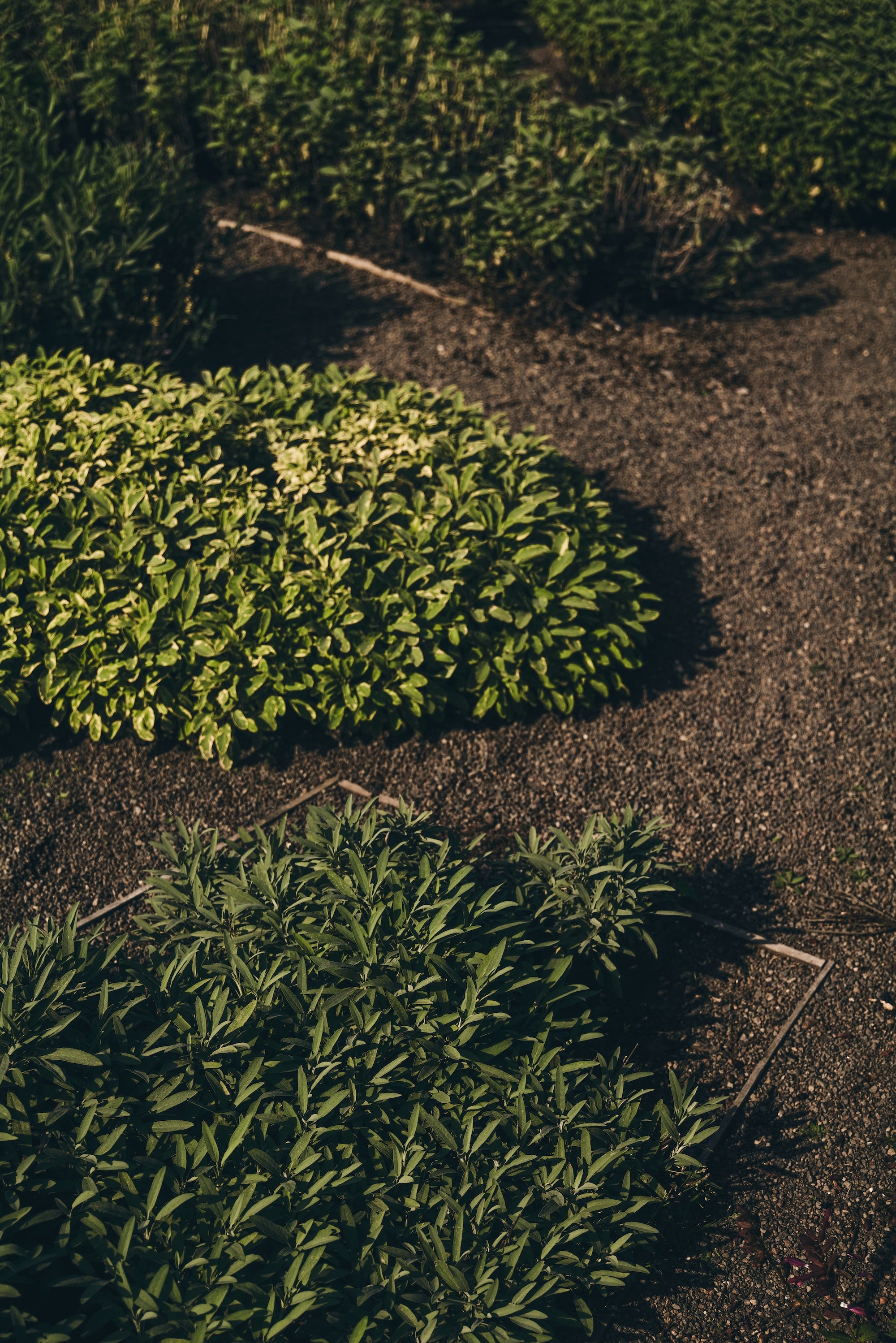 The Untamed Garden
