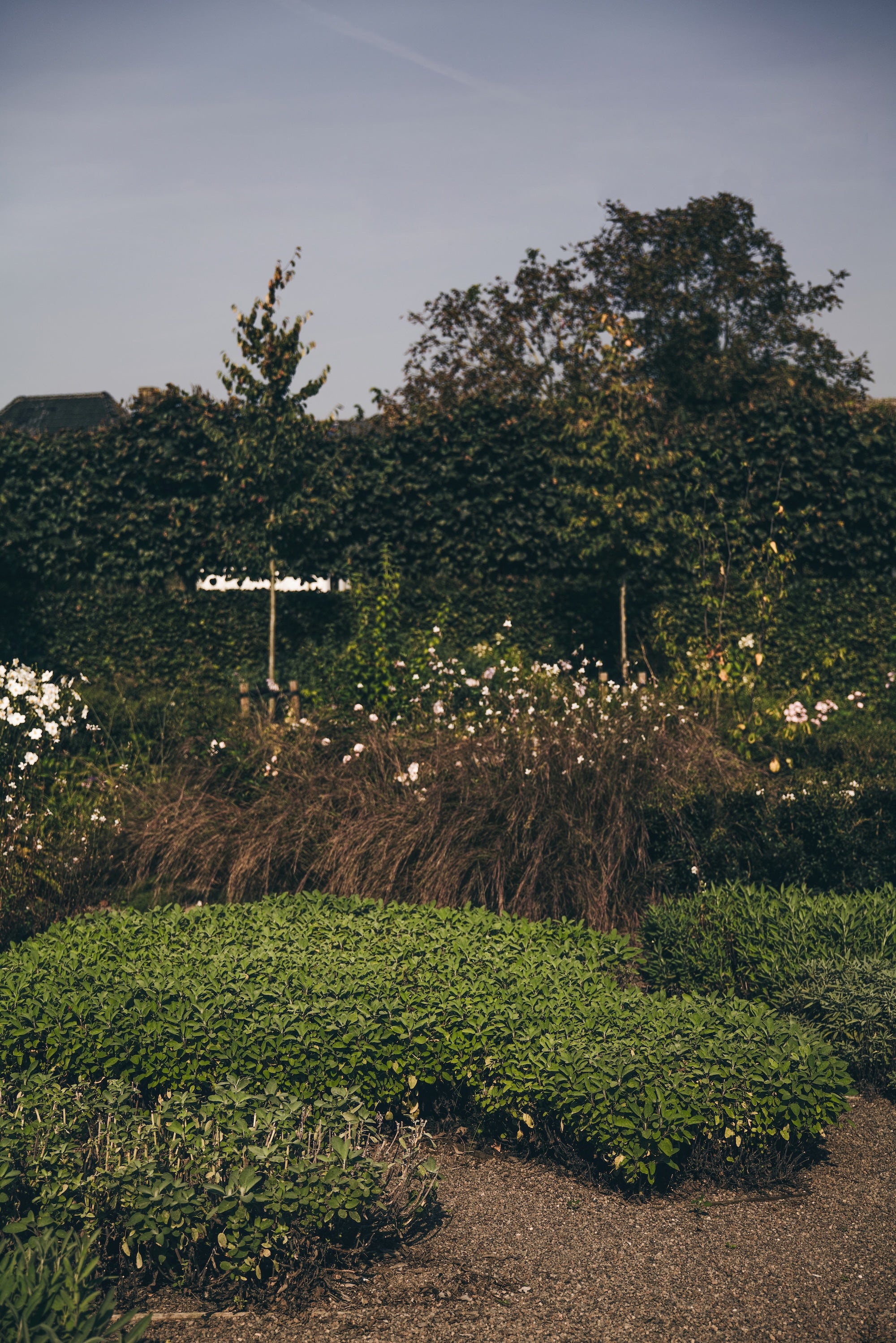 The Untamed Garden