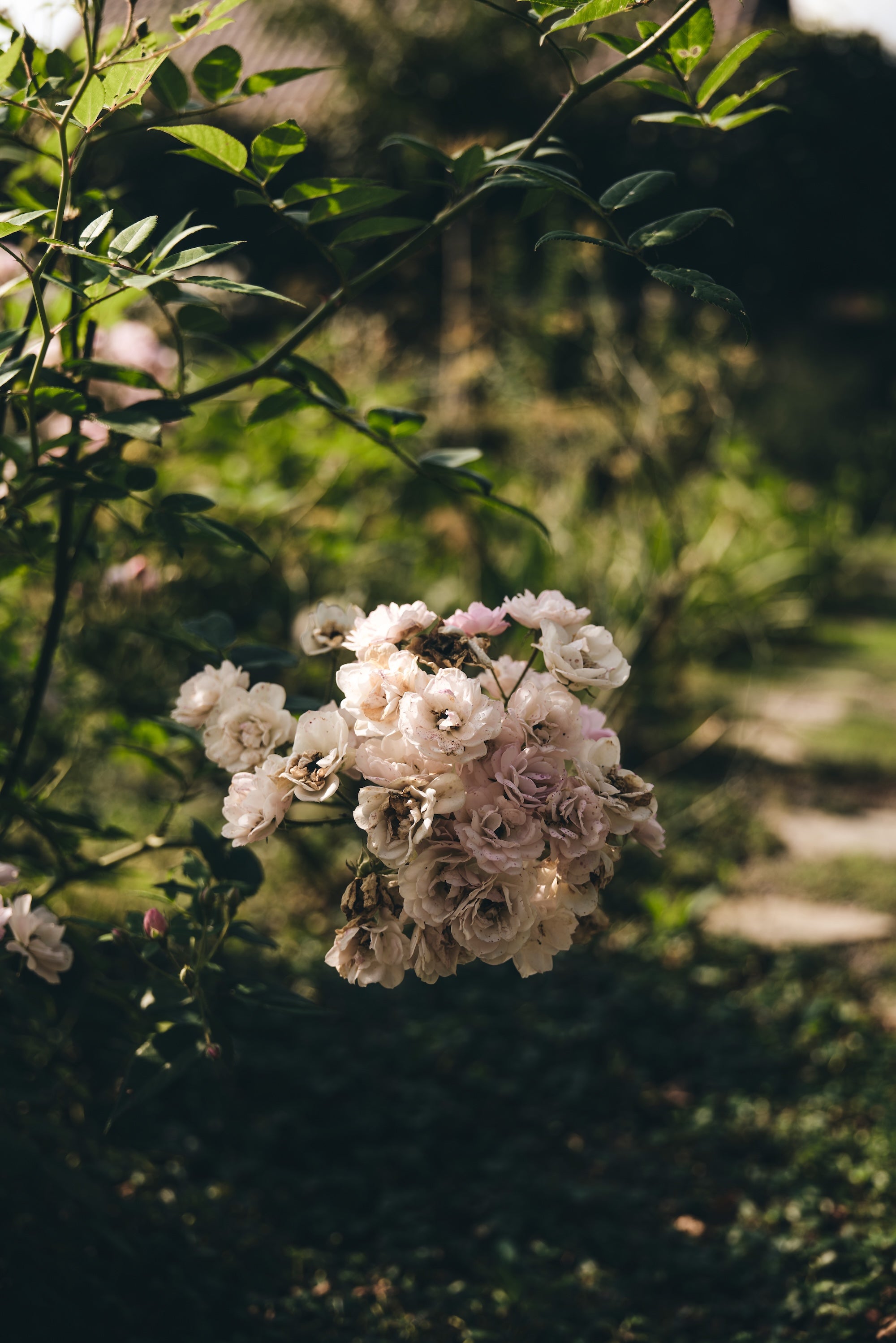 The Untamed Garden