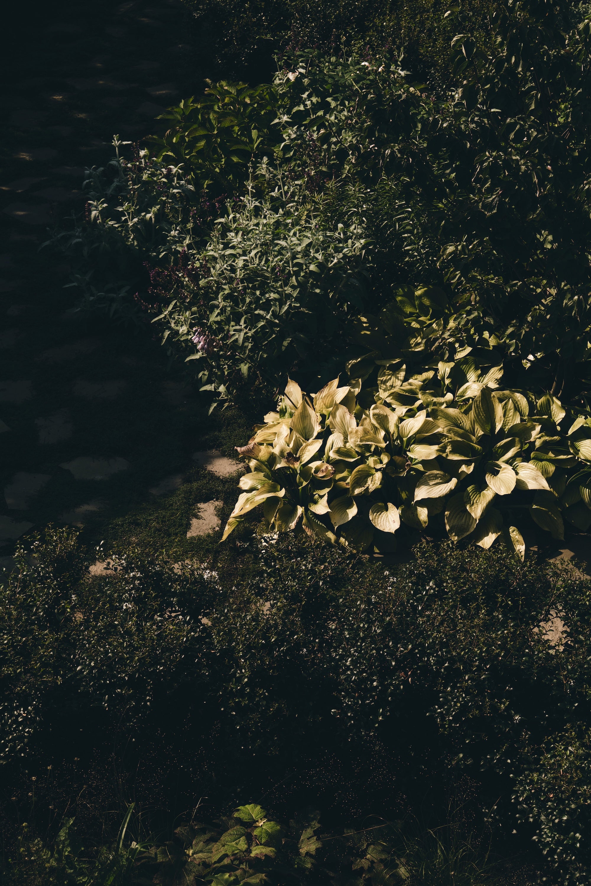 The Untamed Garden