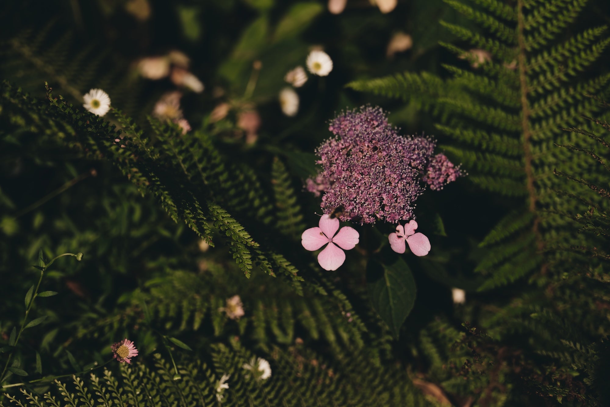 The Untamed Garden