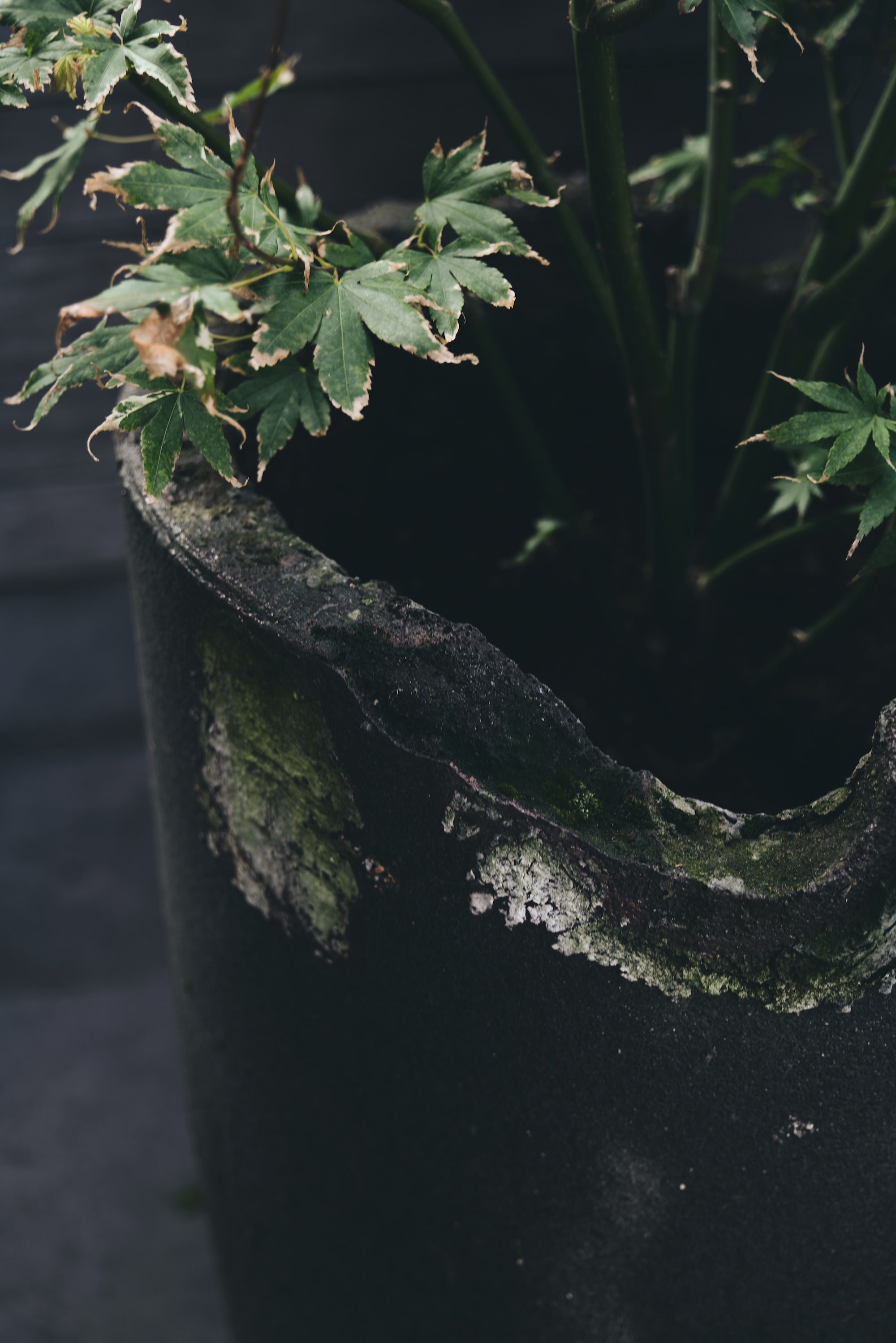 The Untamed Garden